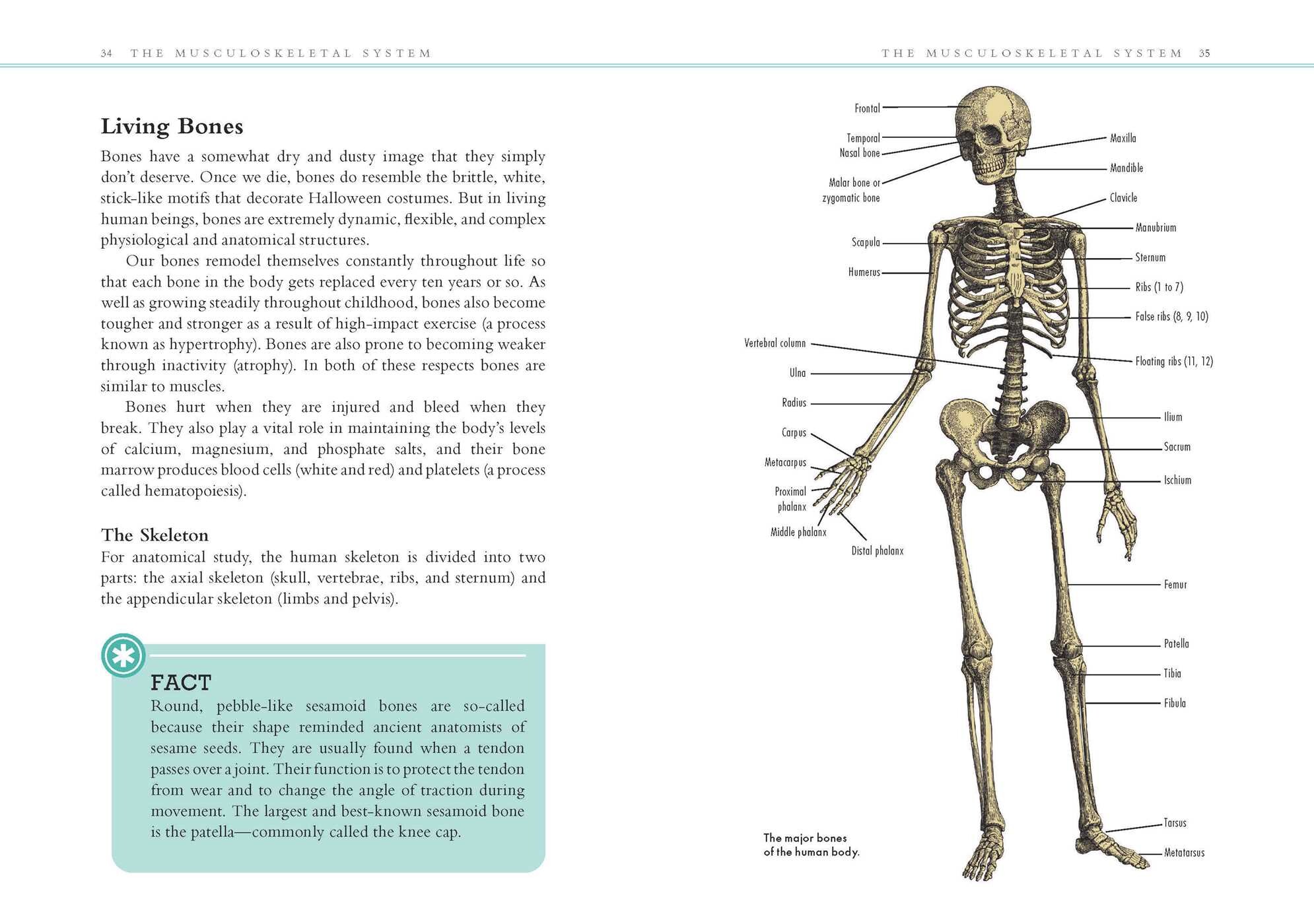 Human Anatomy