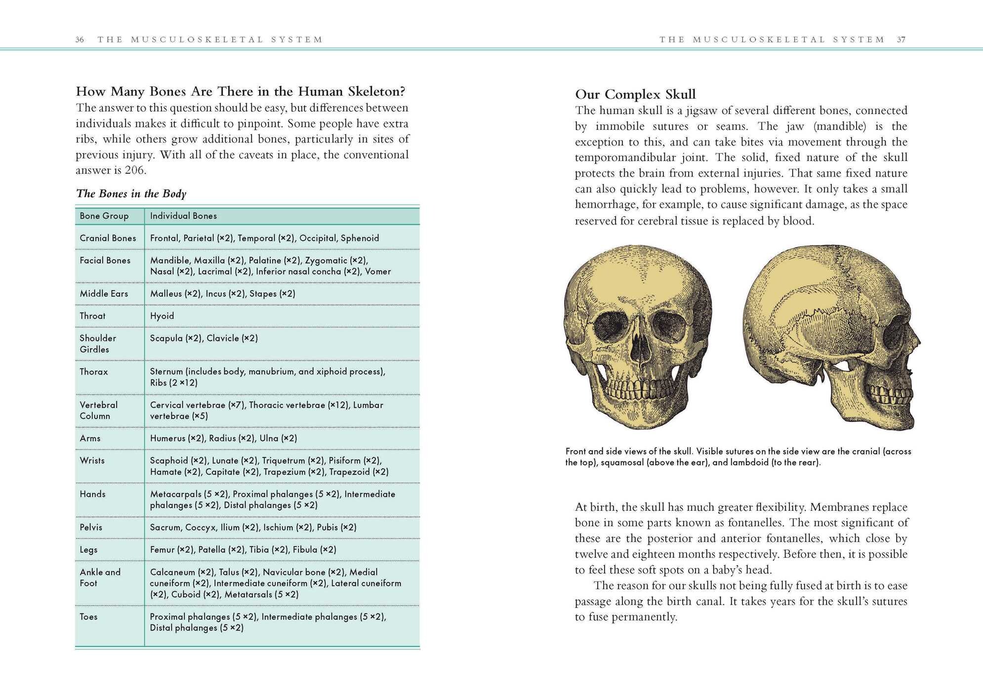 Human Anatomy
