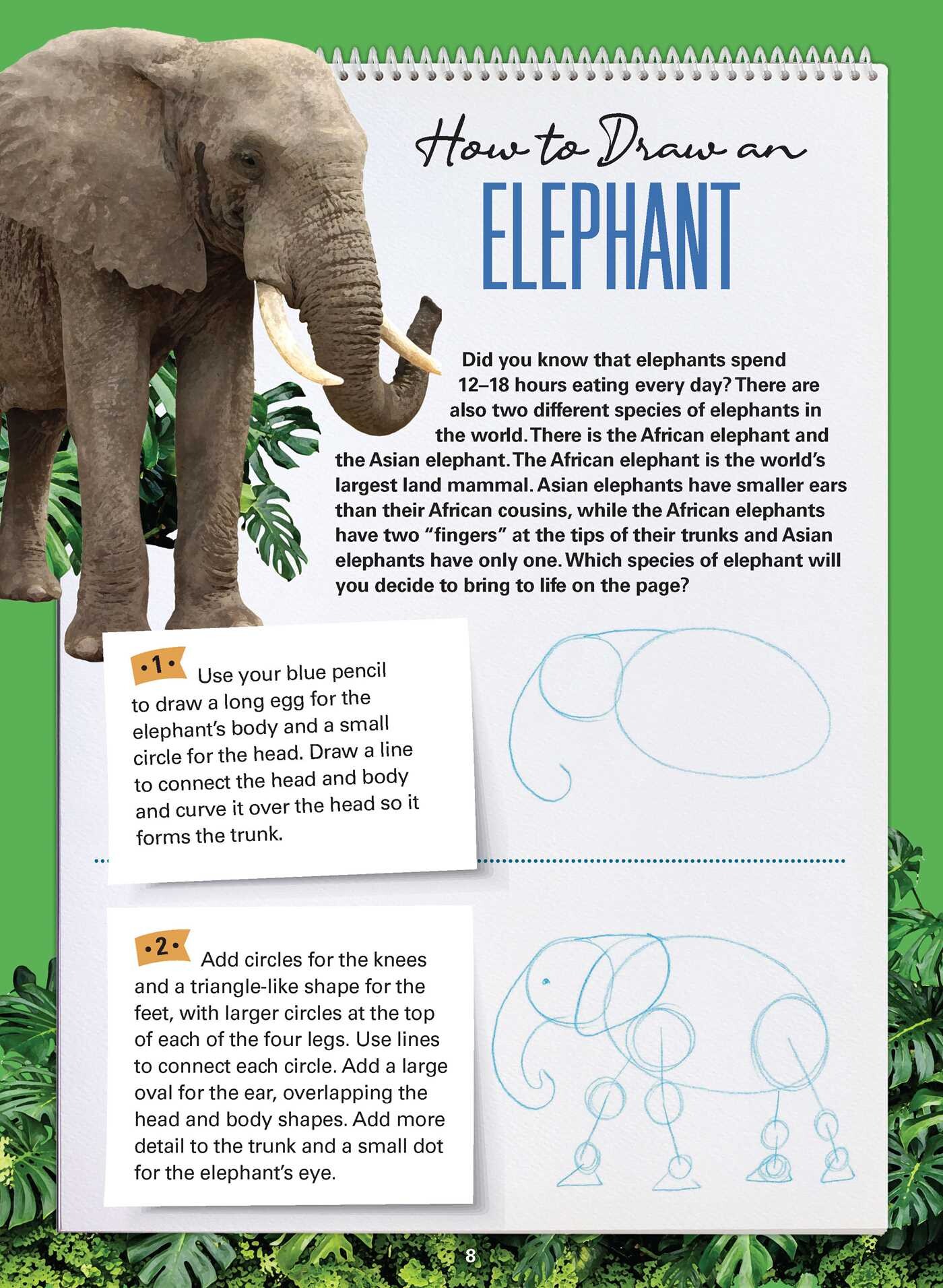 How to Draw Animals