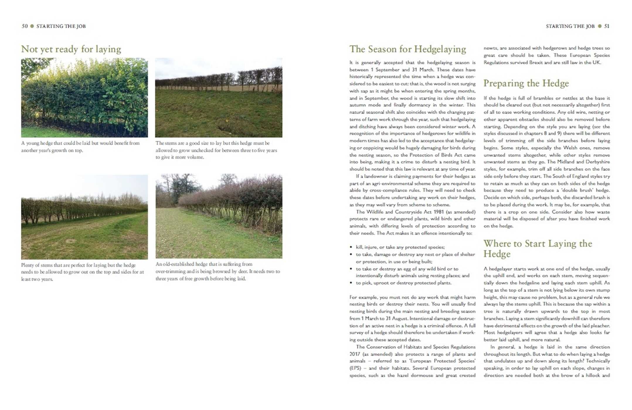 Hedgelaying