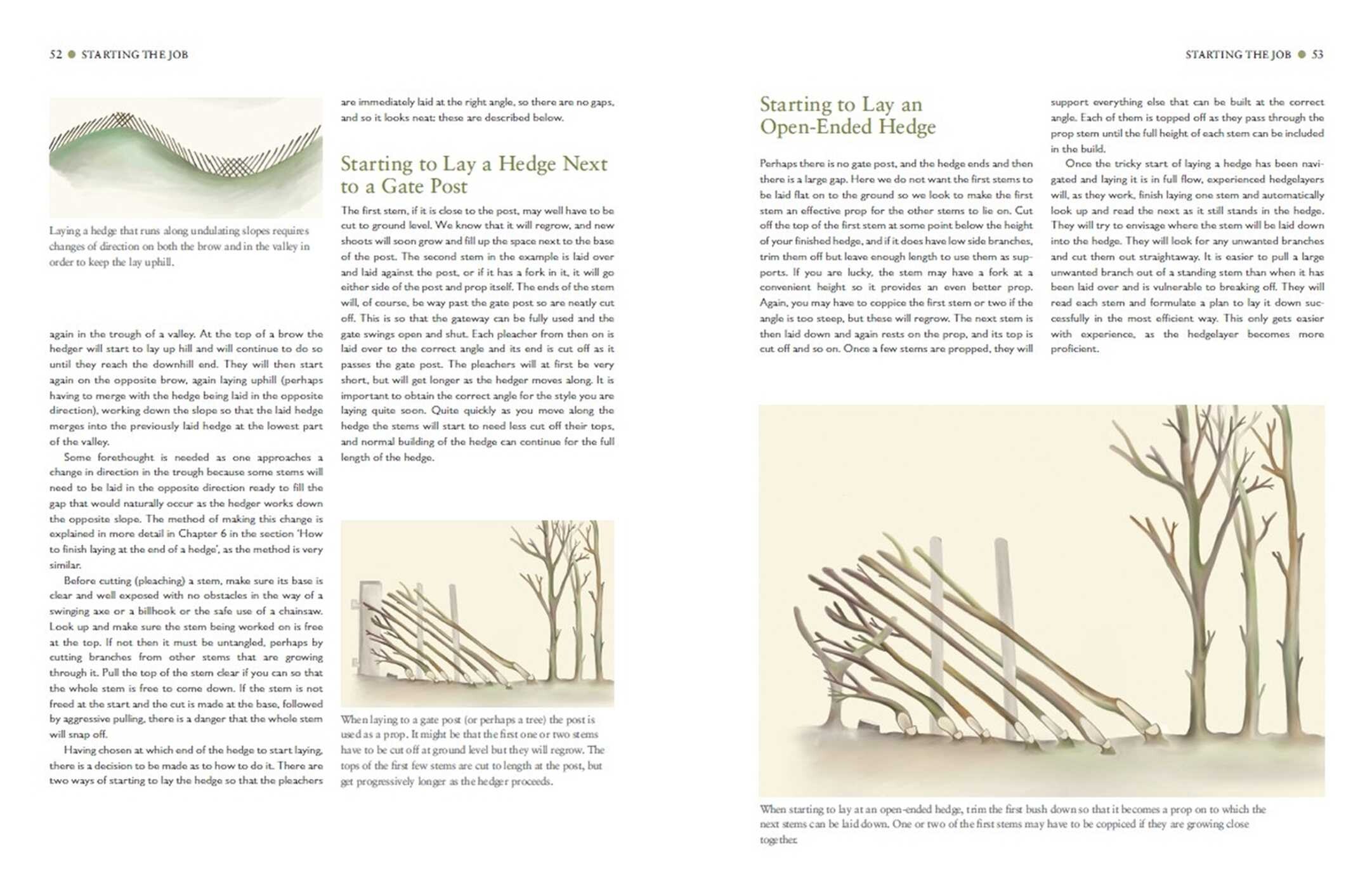Hedgelaying