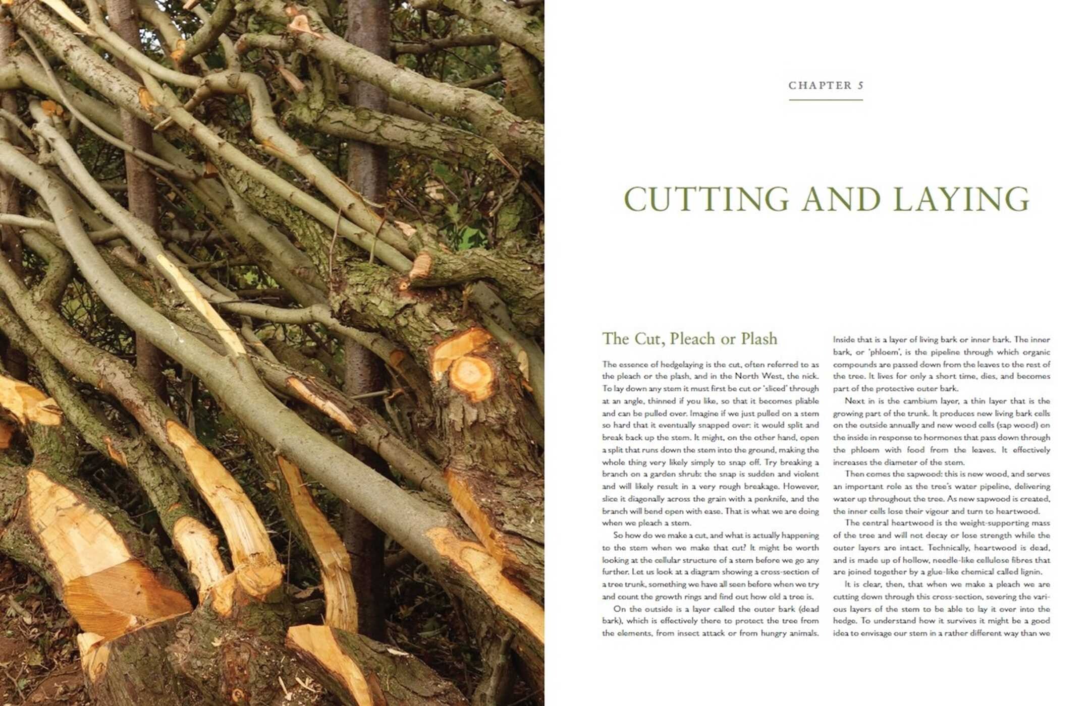 Hedgelaying