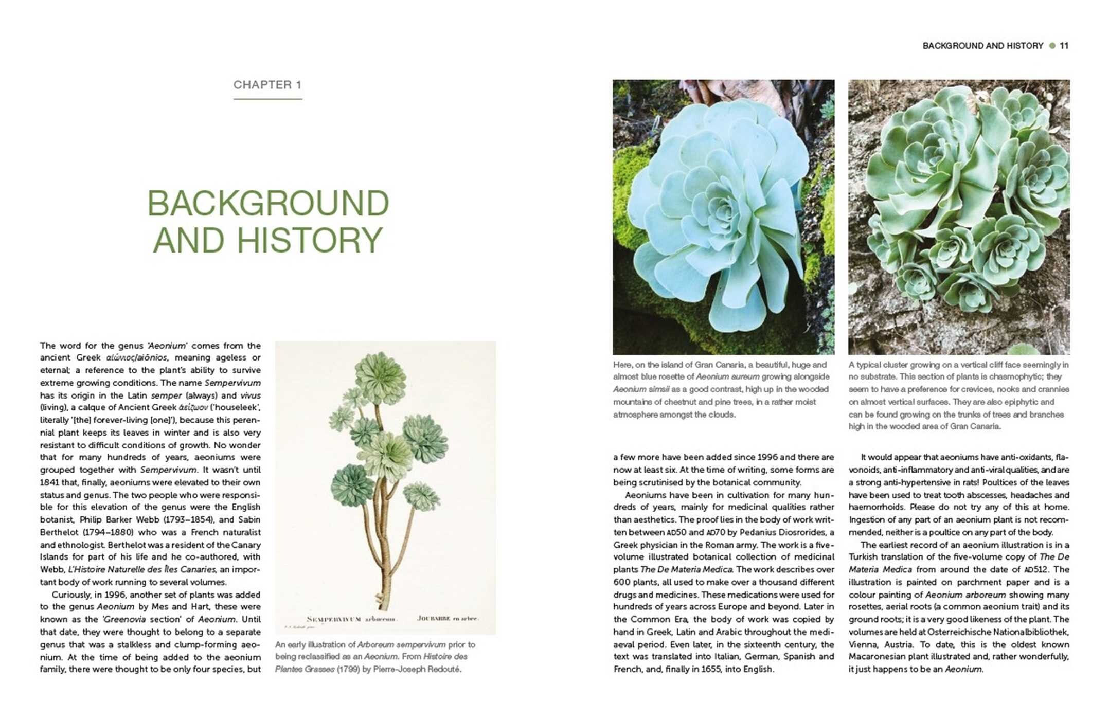 Understanding and Growing Aeoniums