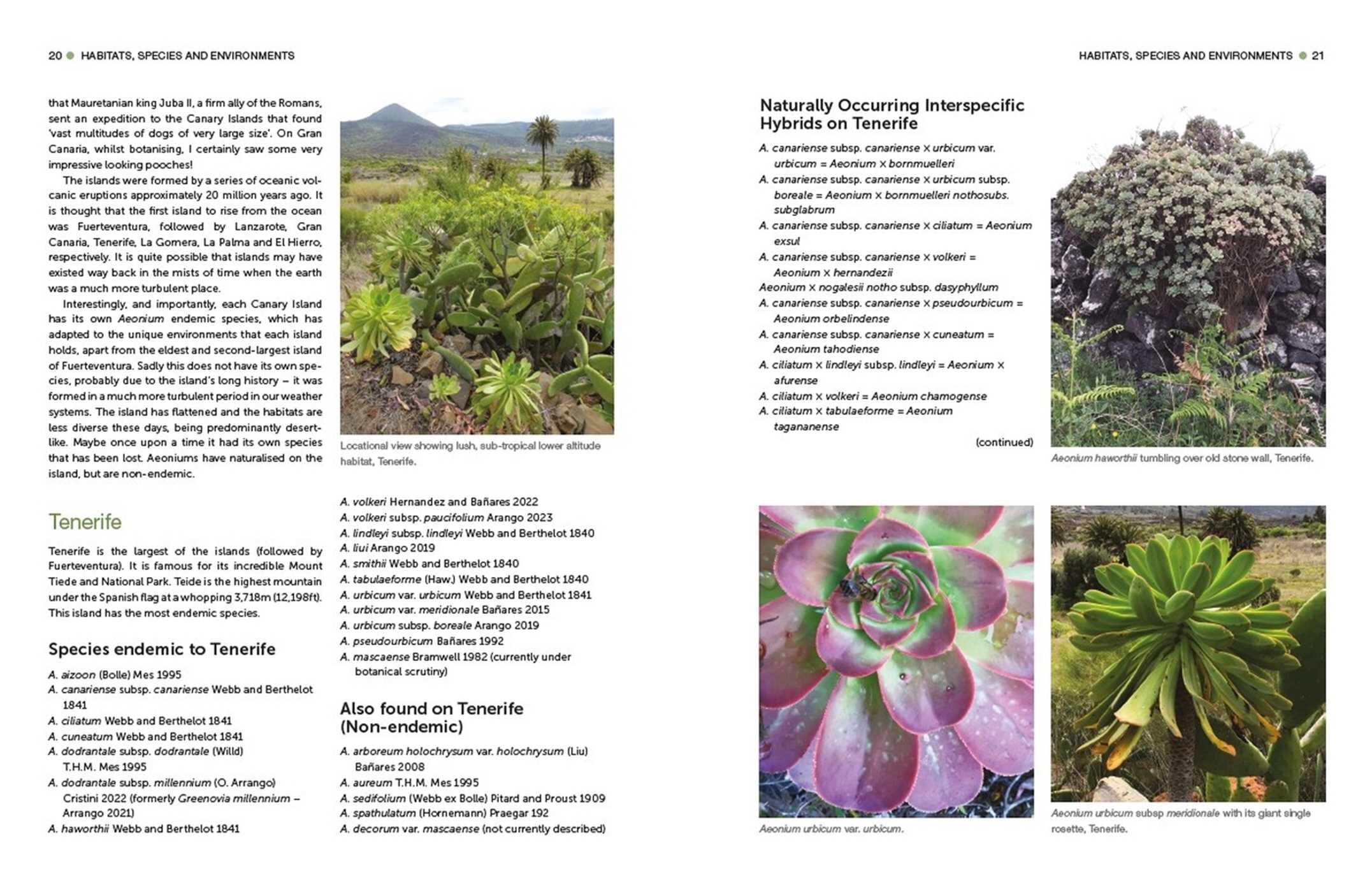 Understanding and Growing Aeoniums