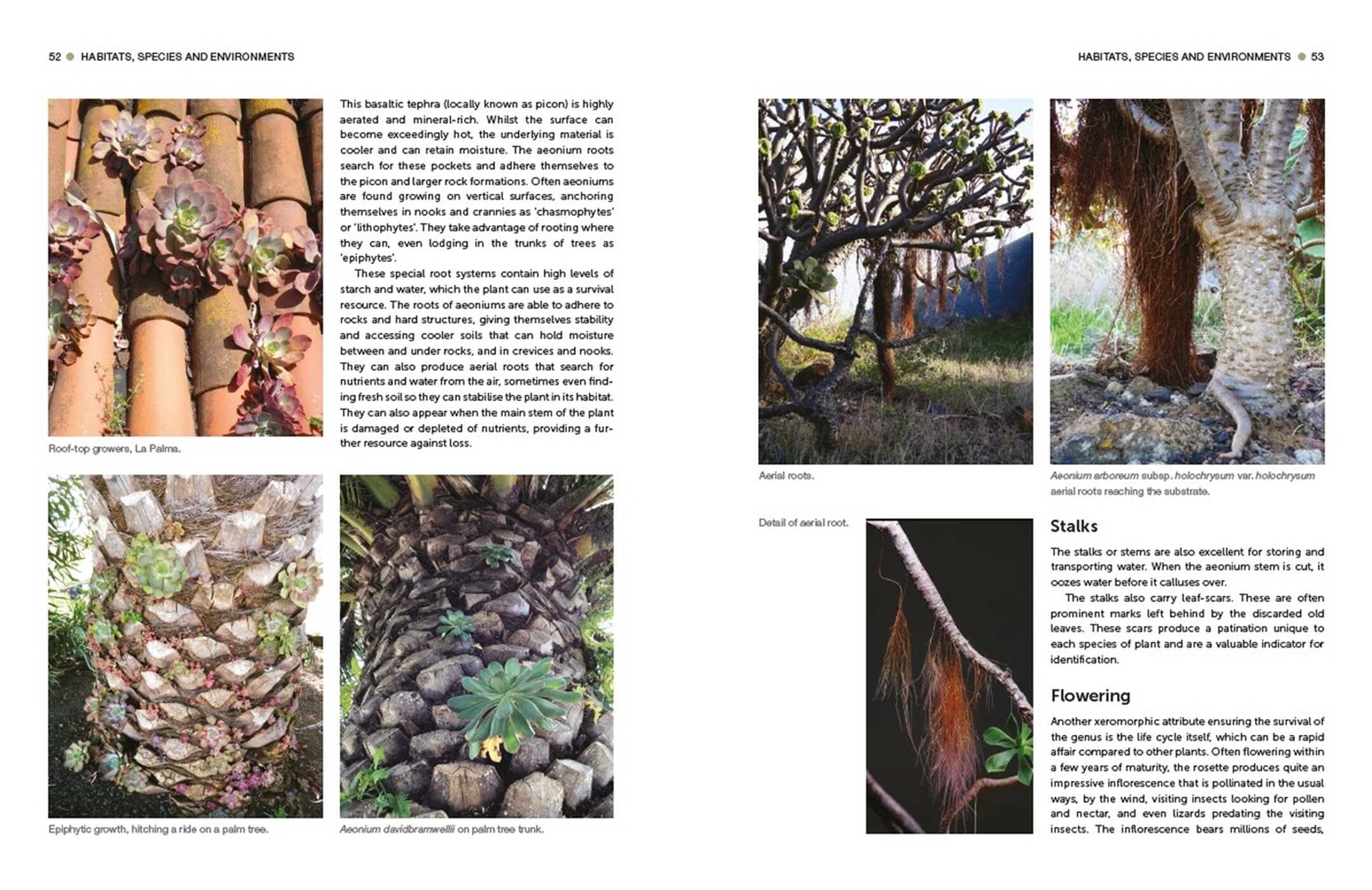 Understanding and Growing Aeoniums