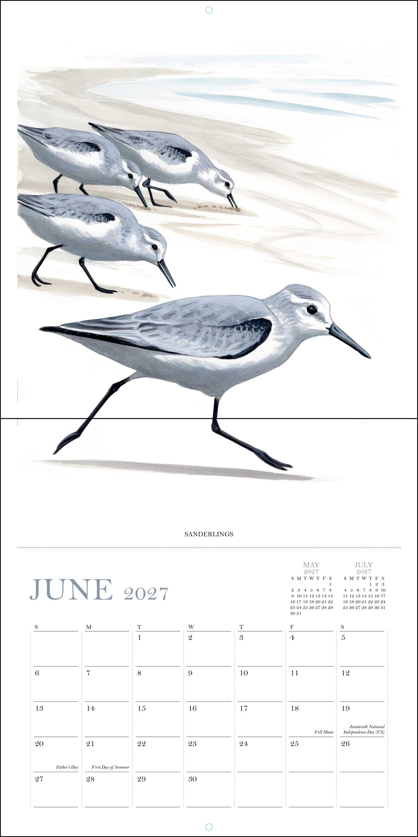 Sibley's Birds of America 2027 Wall Calendar