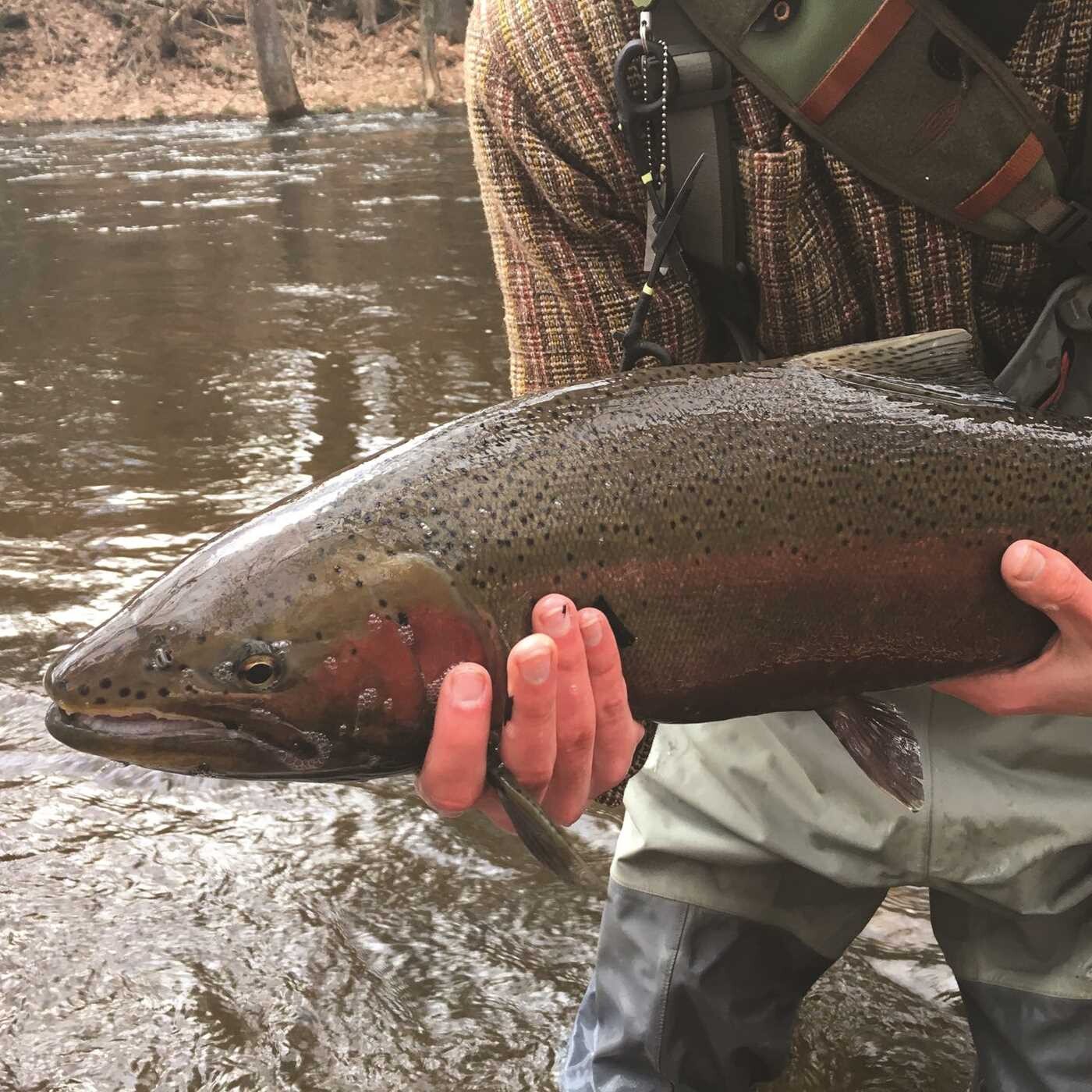 Fly Fishing Guide to Michigan