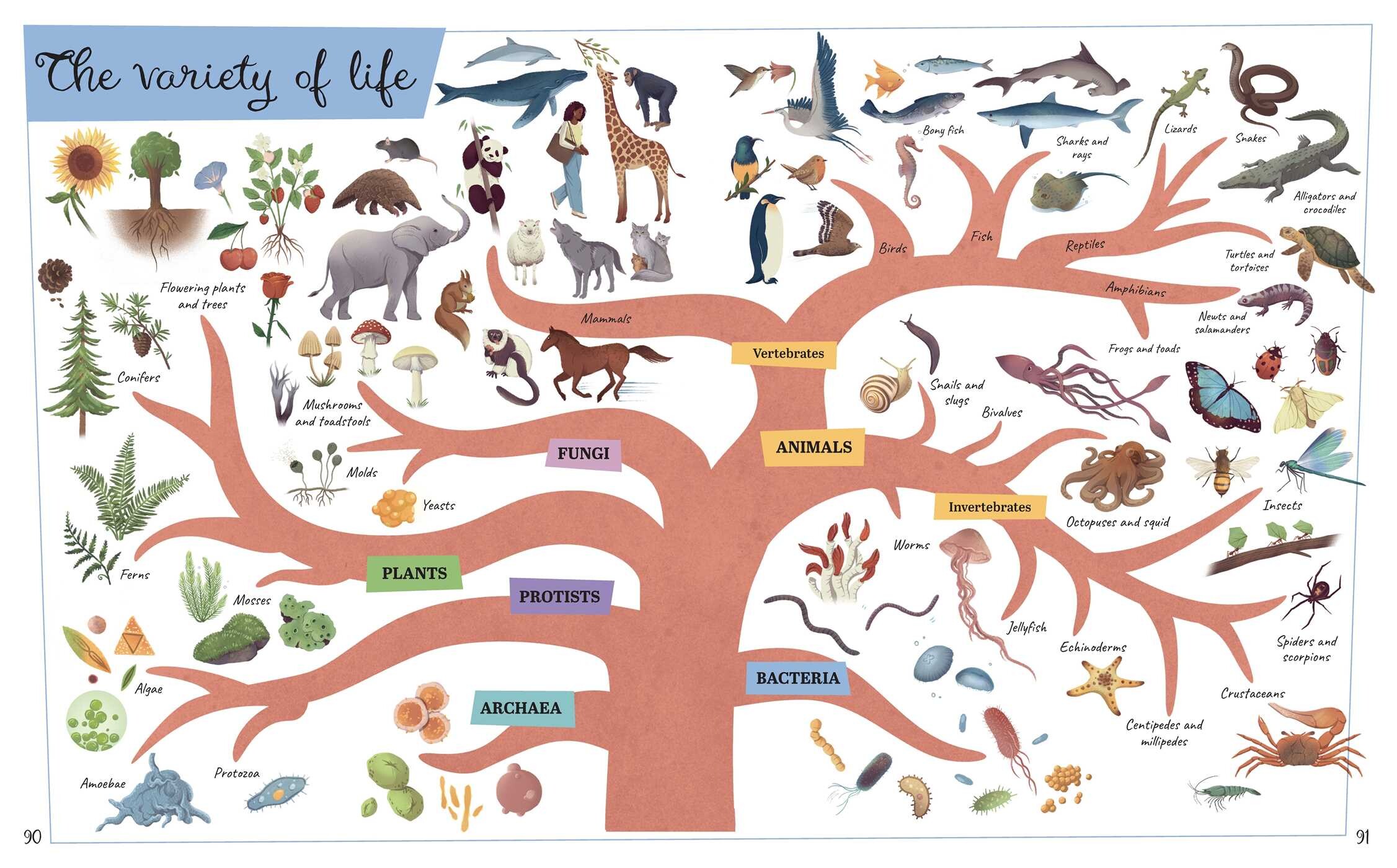 Visual Science Encyclopedia