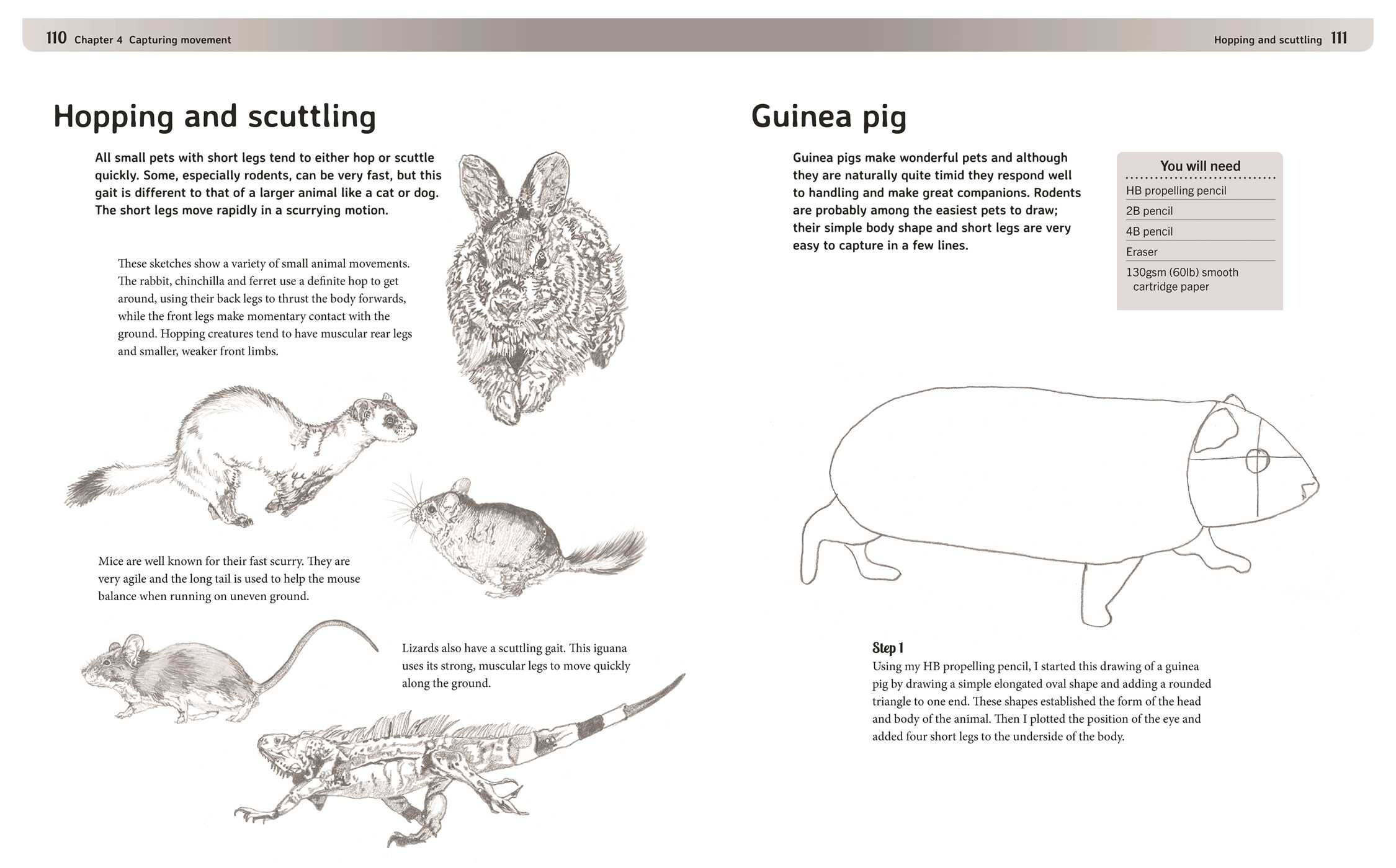 Drawing Animals
