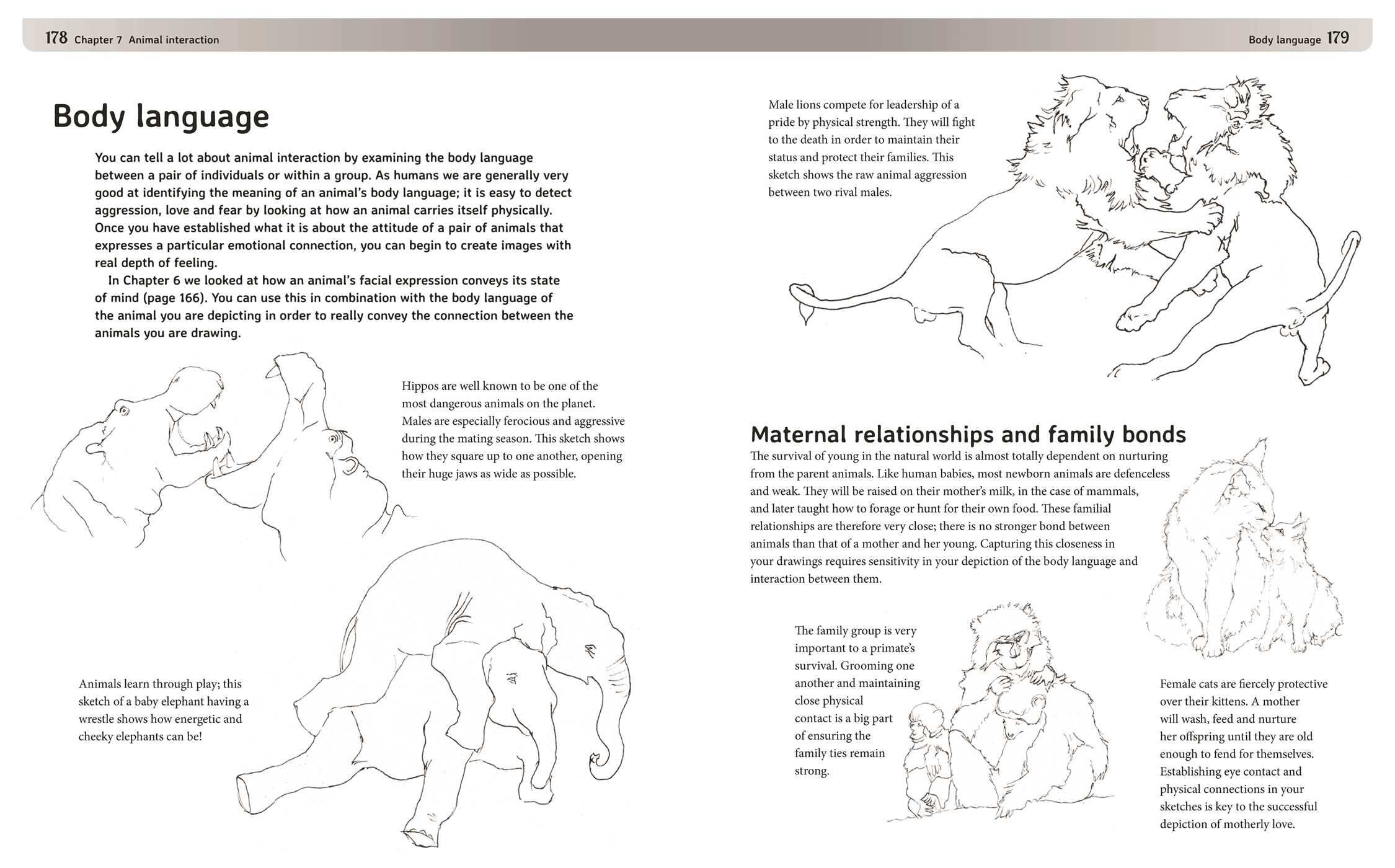 Drawing Animals