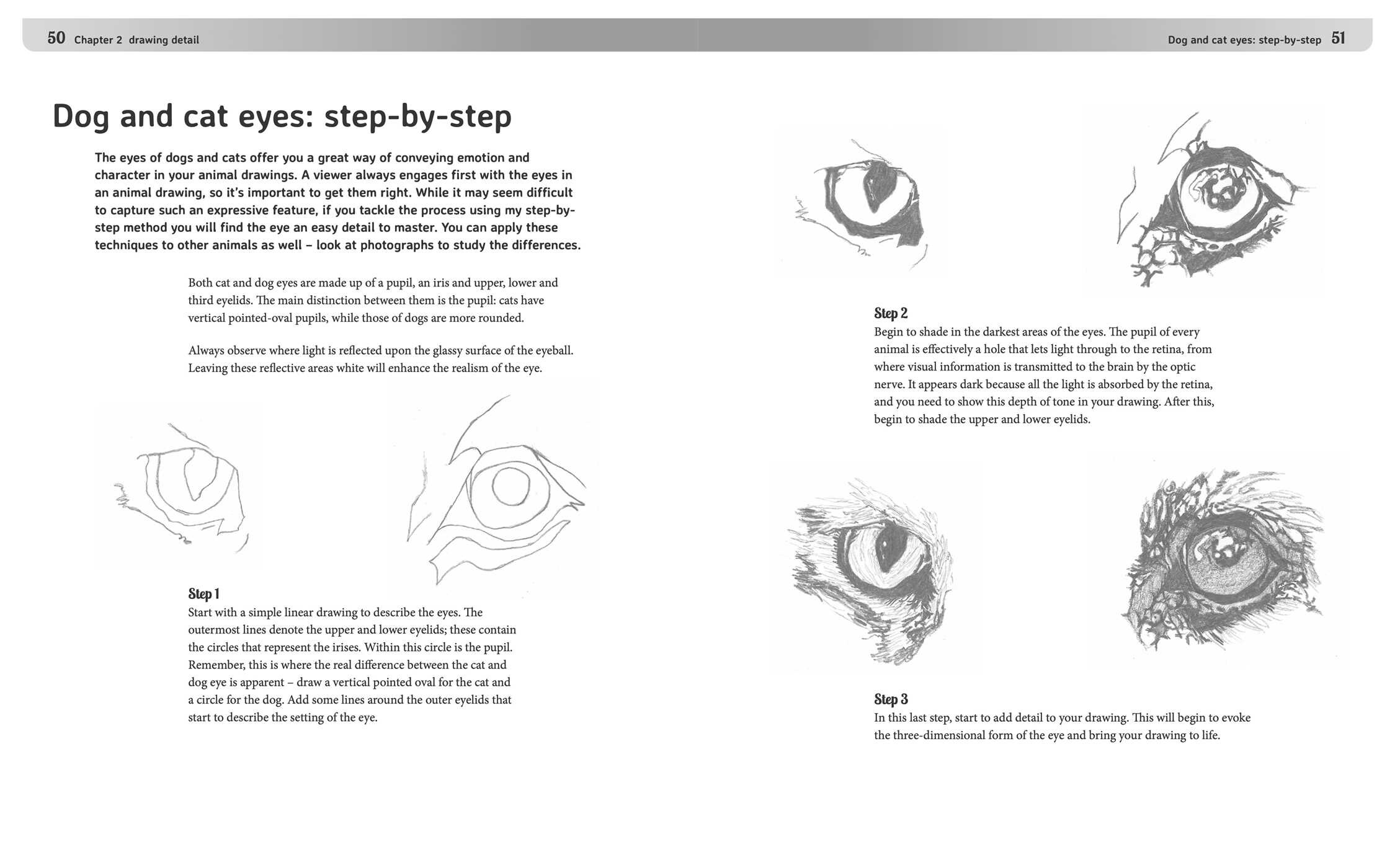 Drawing Animals