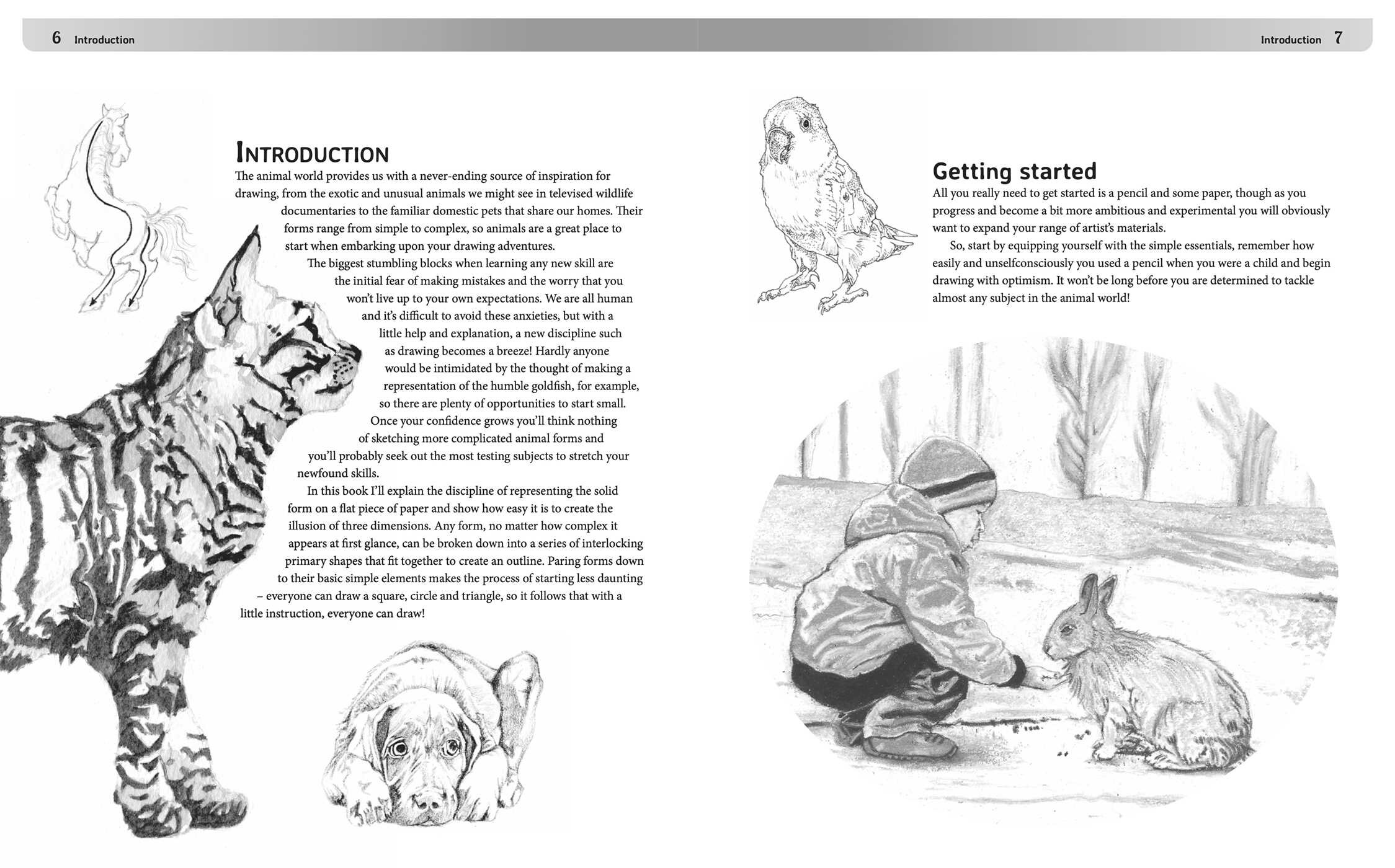 Drawing Animals