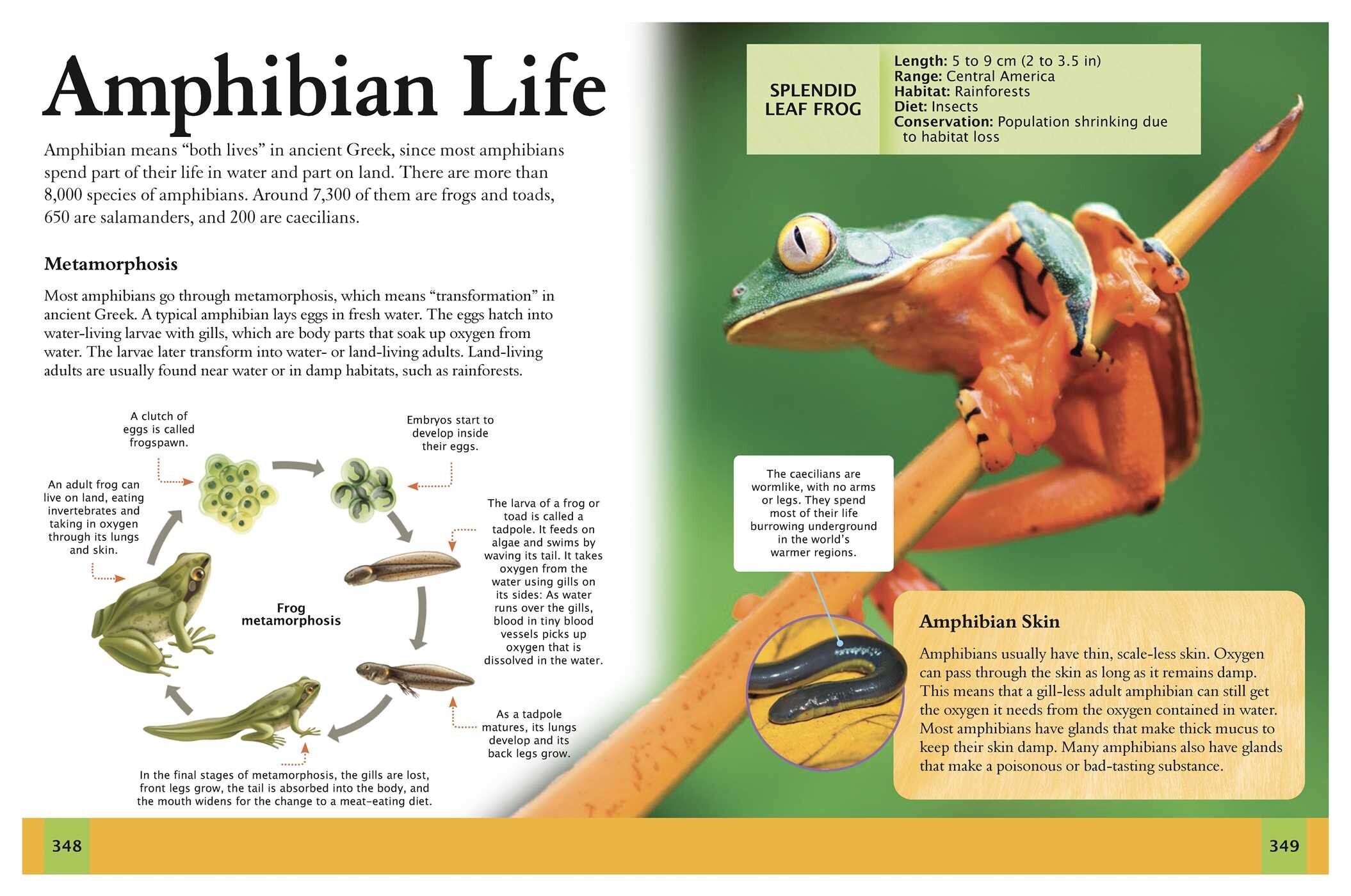 Ultimate Animal Encyclopedia
