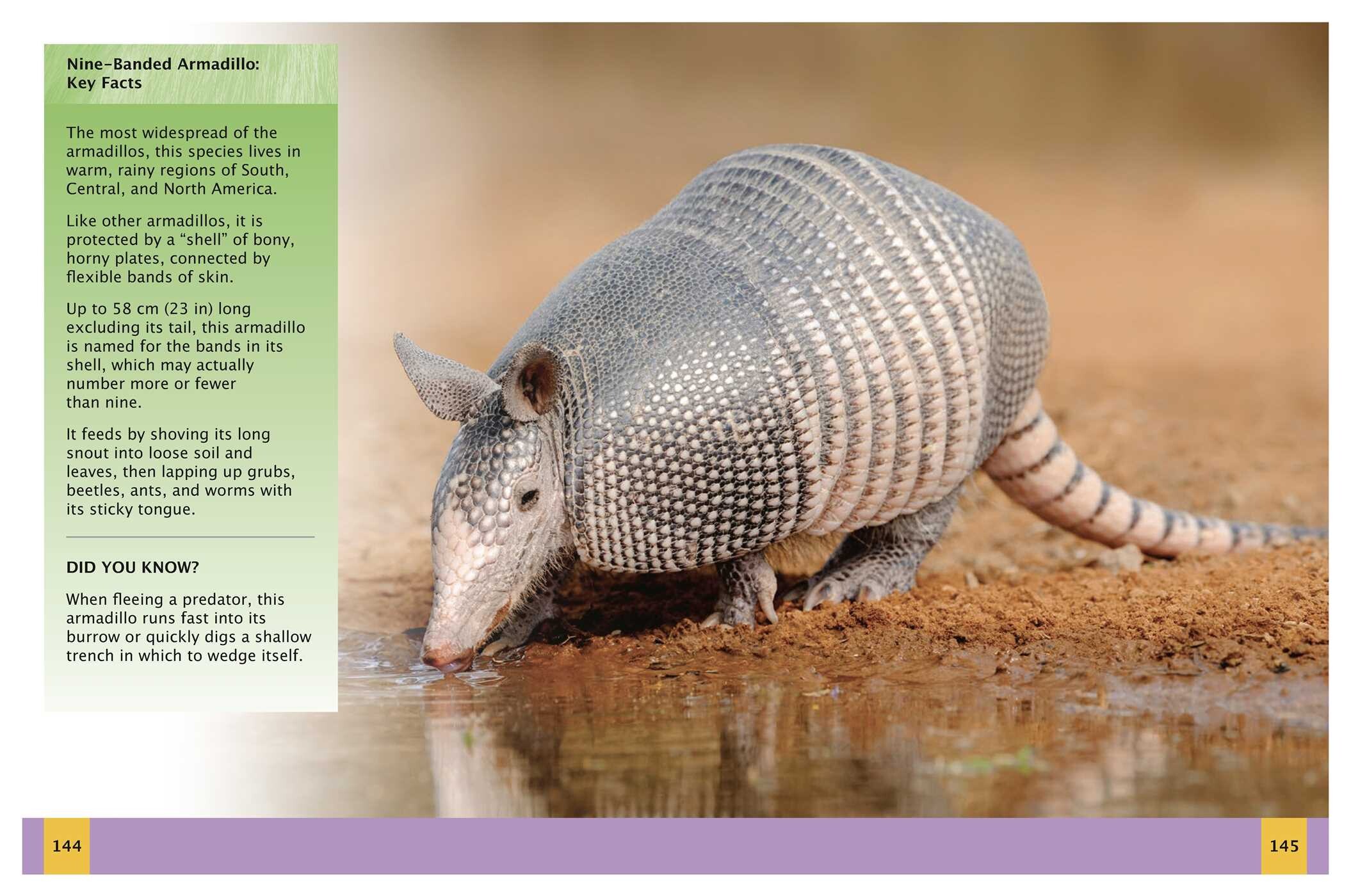 Ultimate Animal Encyclopedia