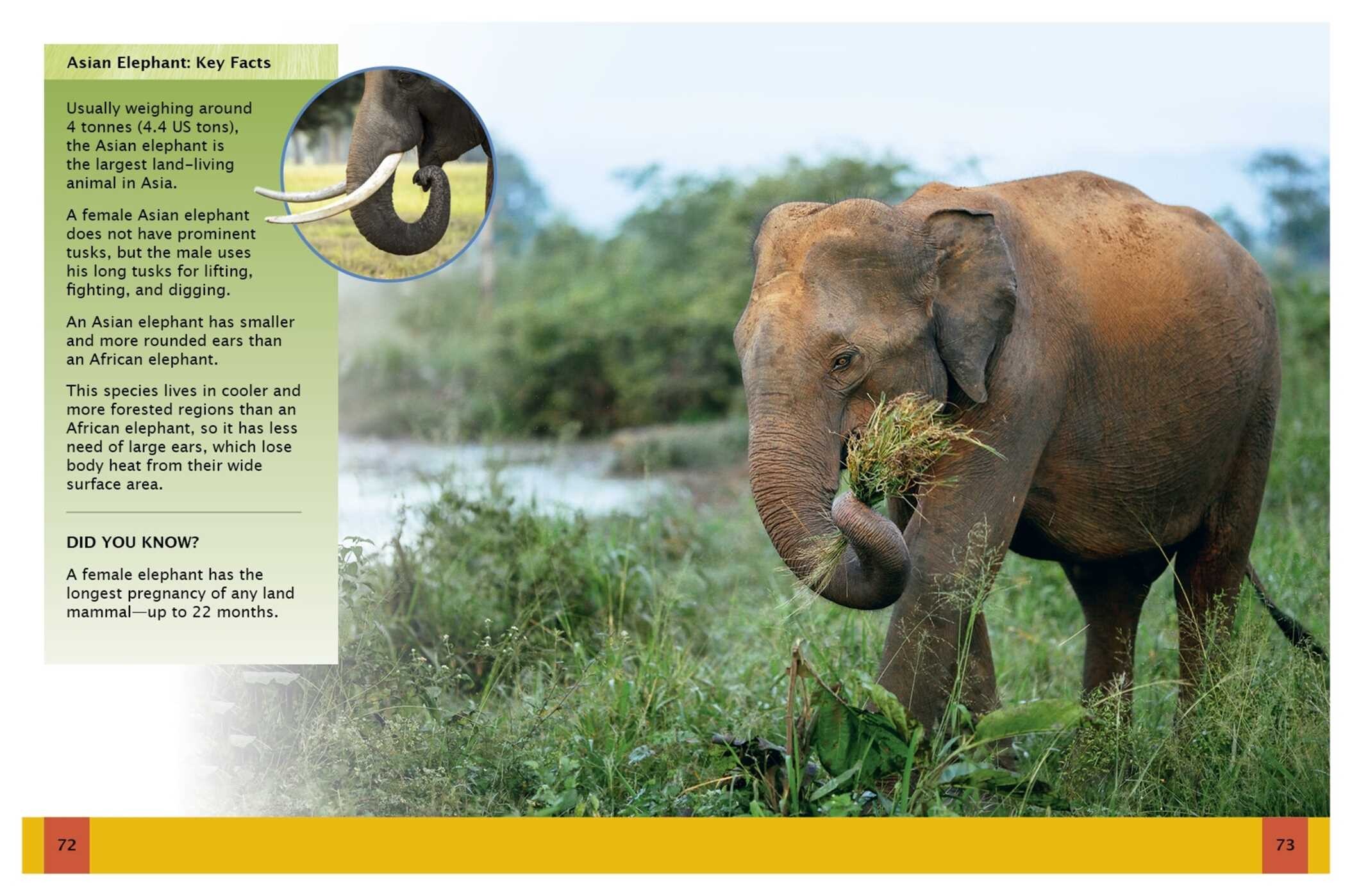 Ultimate Animal Encyclopedia