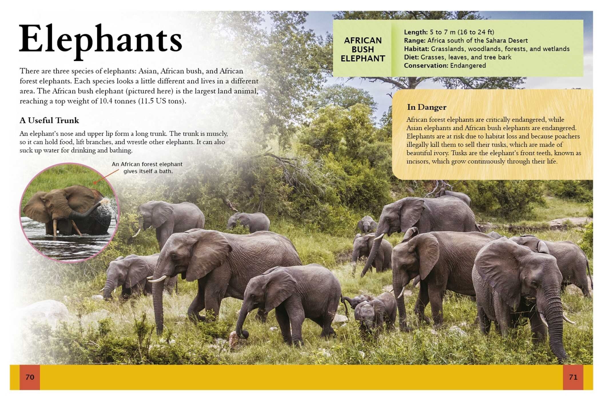 Ultimate Animal Encyclopedia