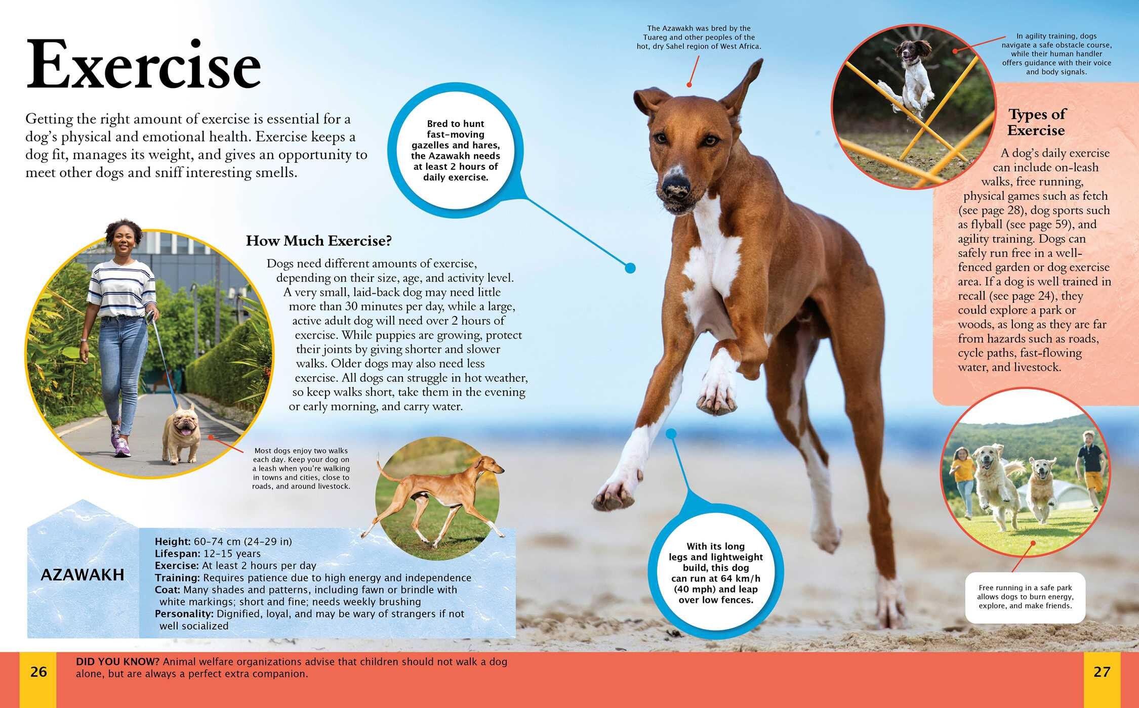 Children's Encyclopedia of Dogs