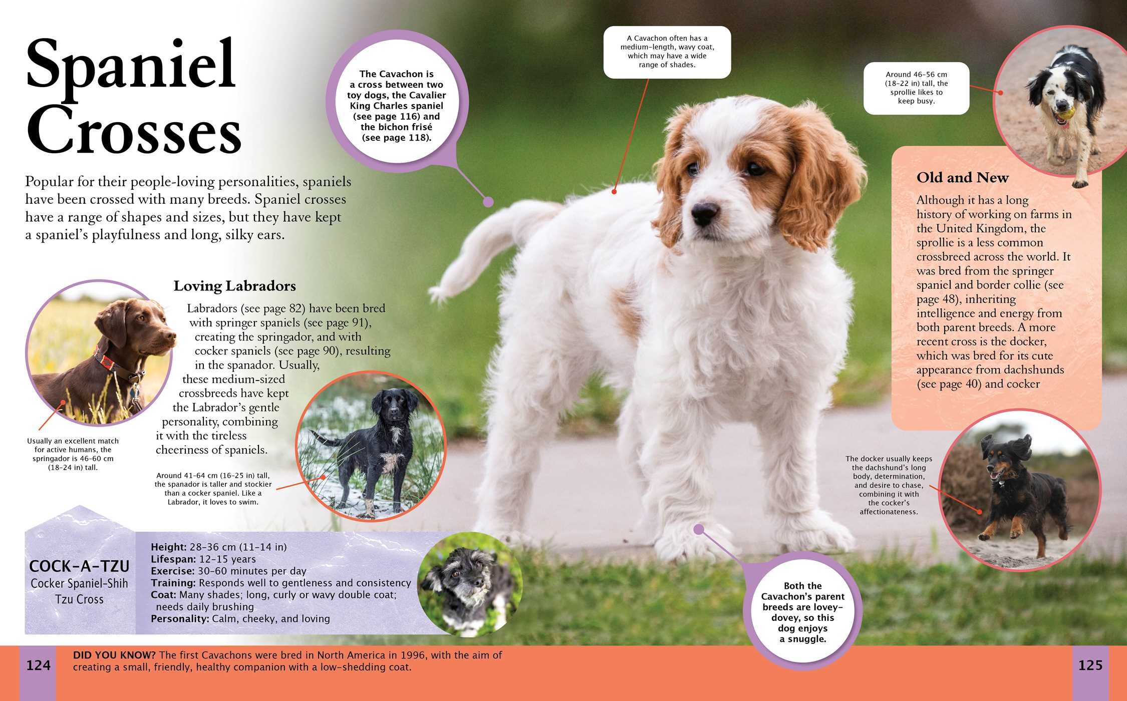 Children's Encyclopedia of Dogs