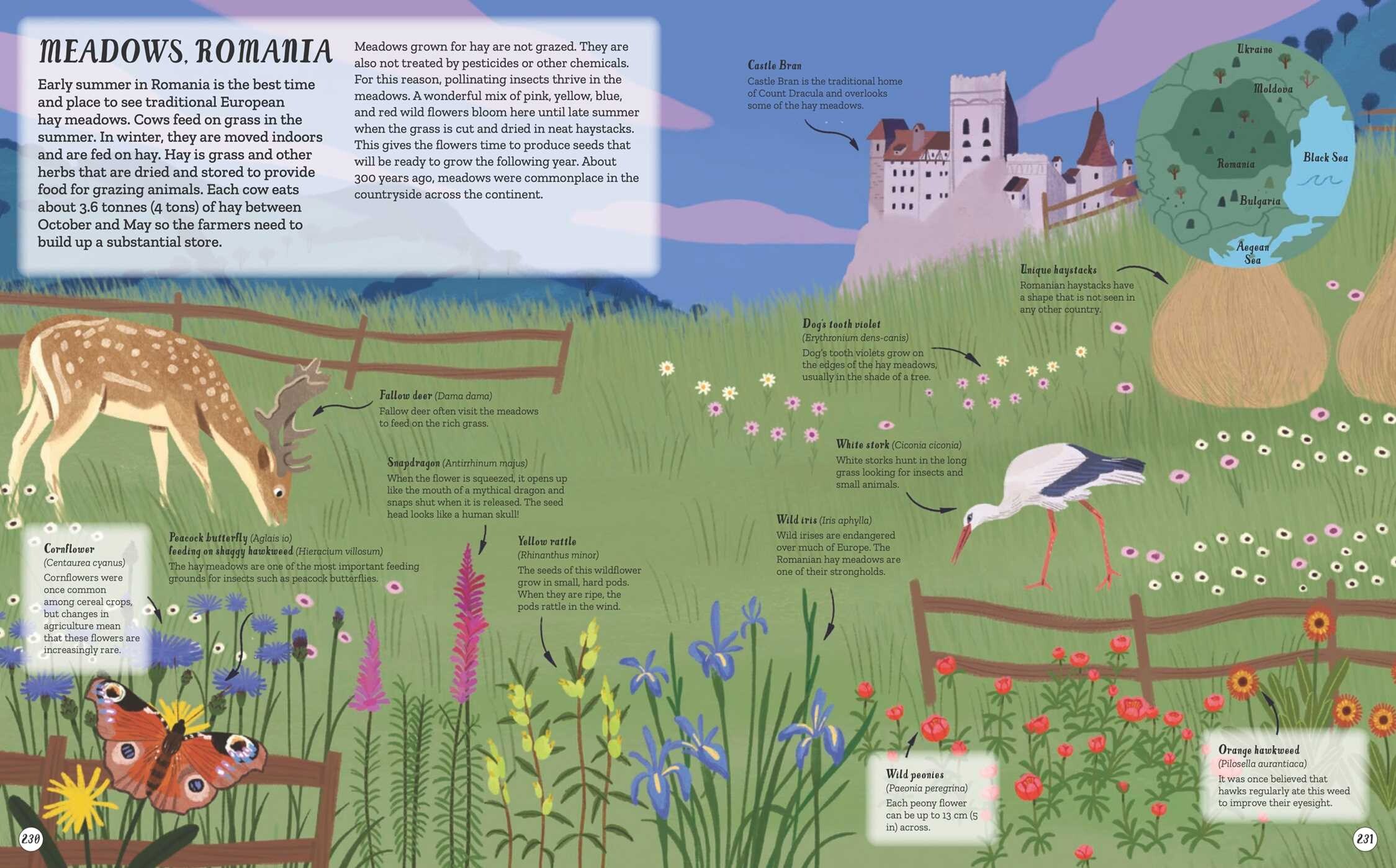 Children's Encyclopedia of Nature