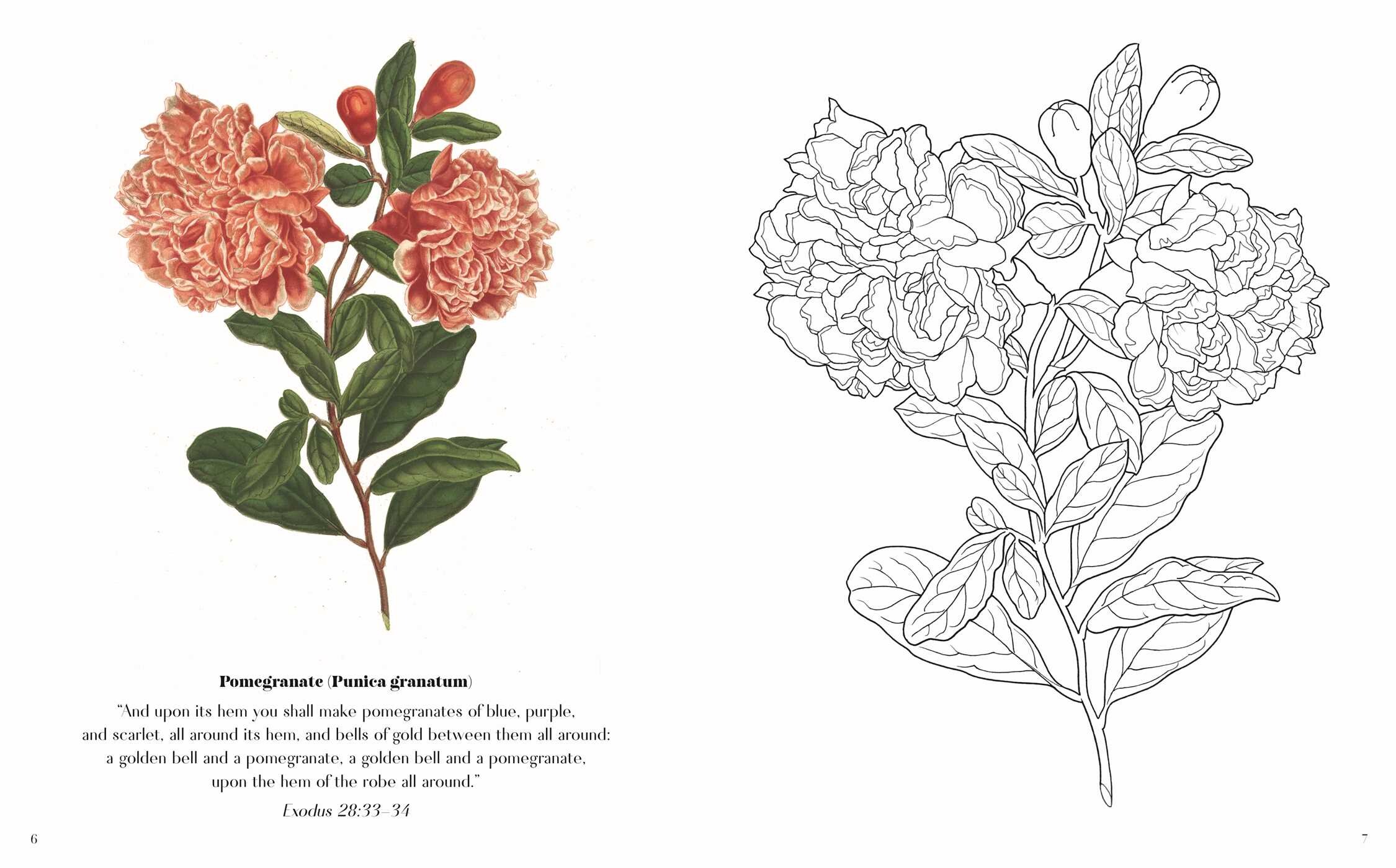 Flowers in the Bible Coloring Book