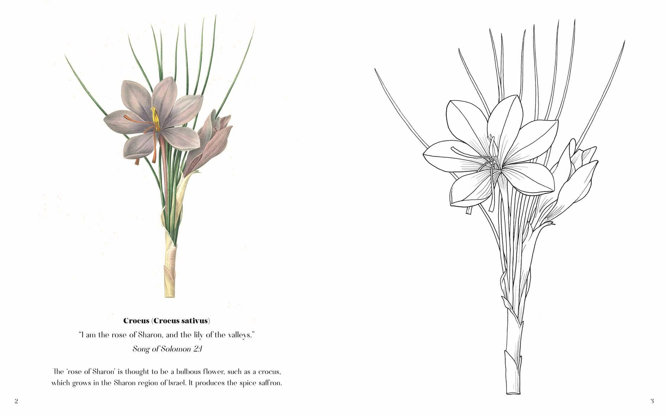 Flowers in the Bible Coloring Book