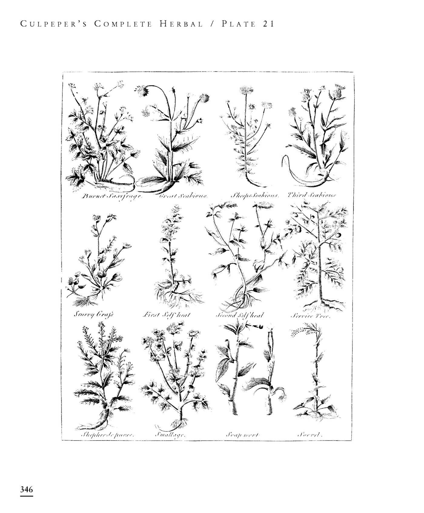 Culpeper's Complete Herbal