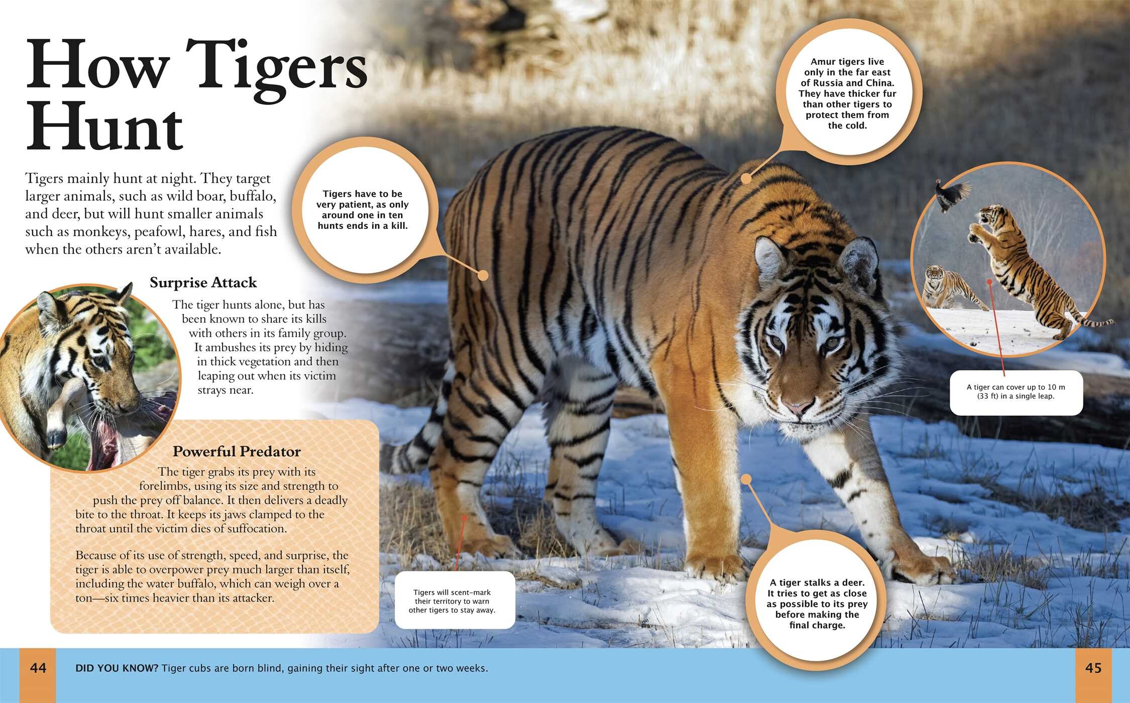 Book of Dangerous Animals