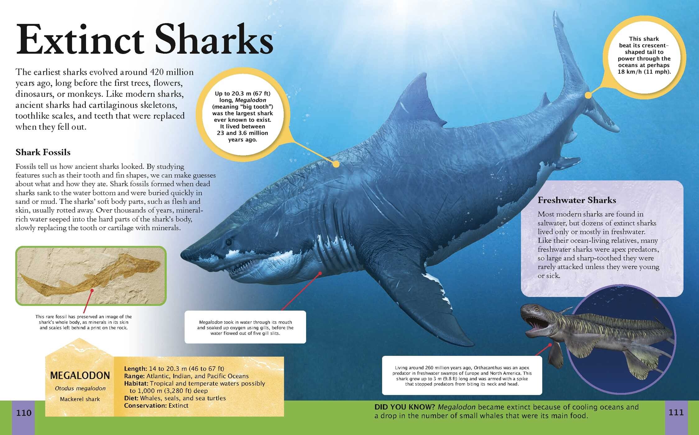 Shark Book