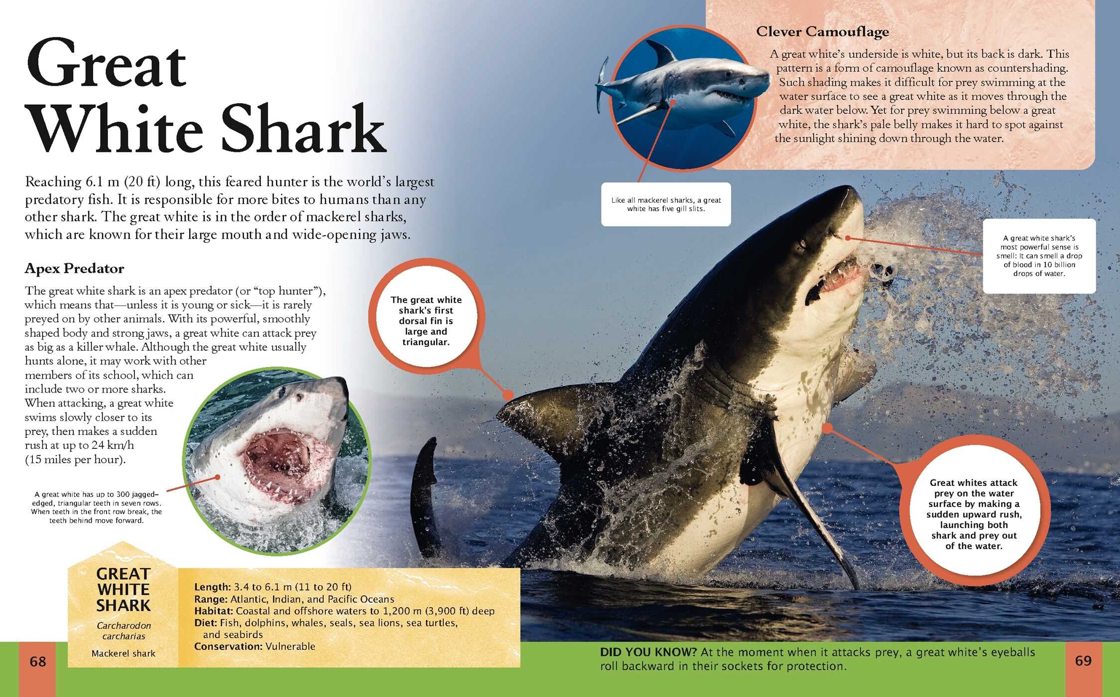 Shark Book