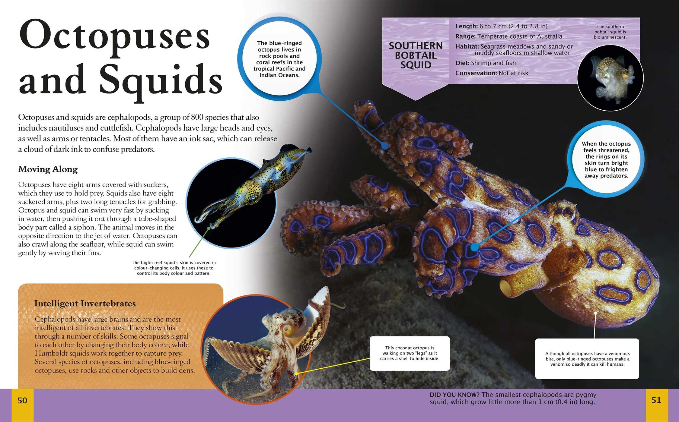 Amazing Book of Ocean Animals