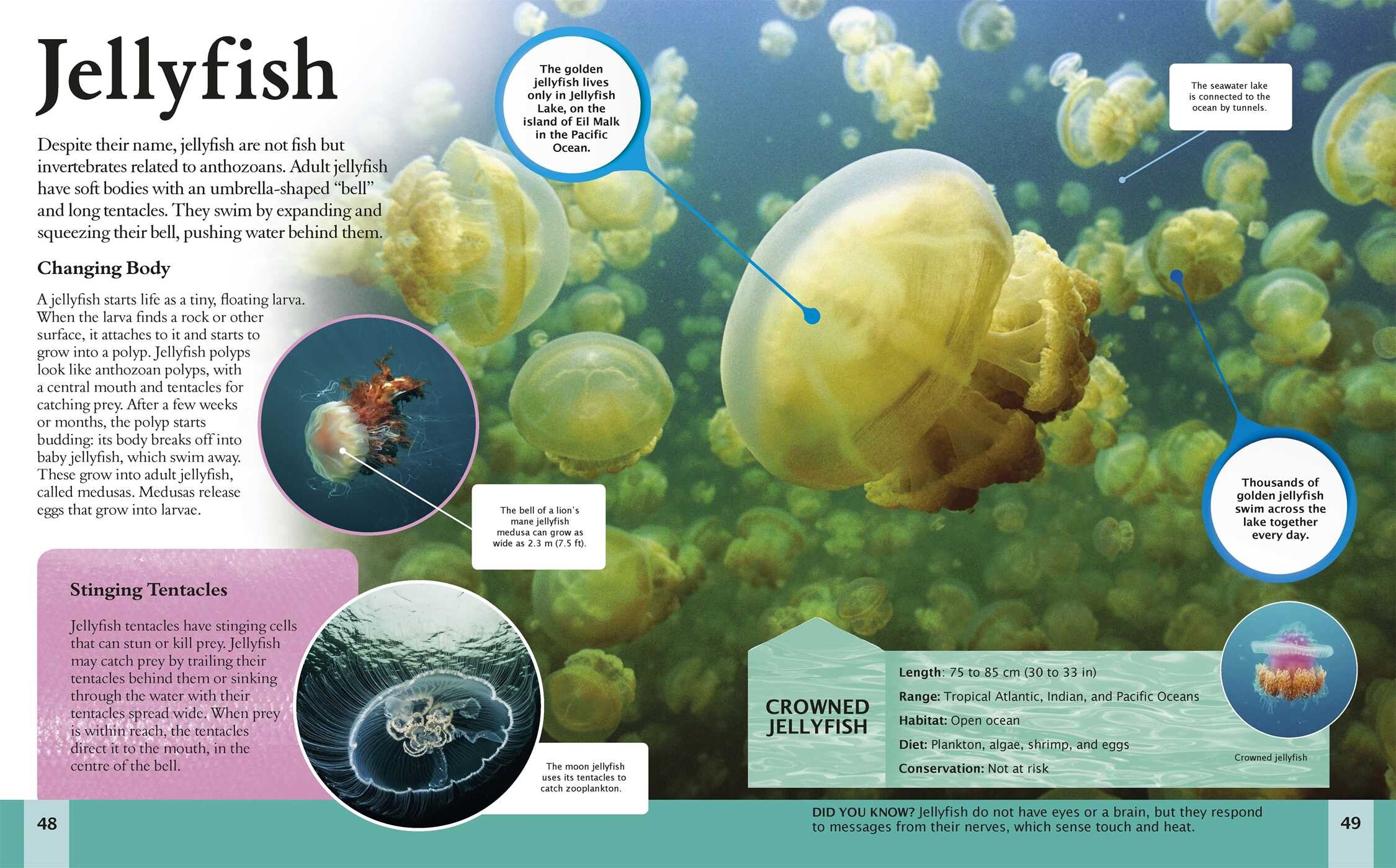 Amazing Book of Ocean Animals