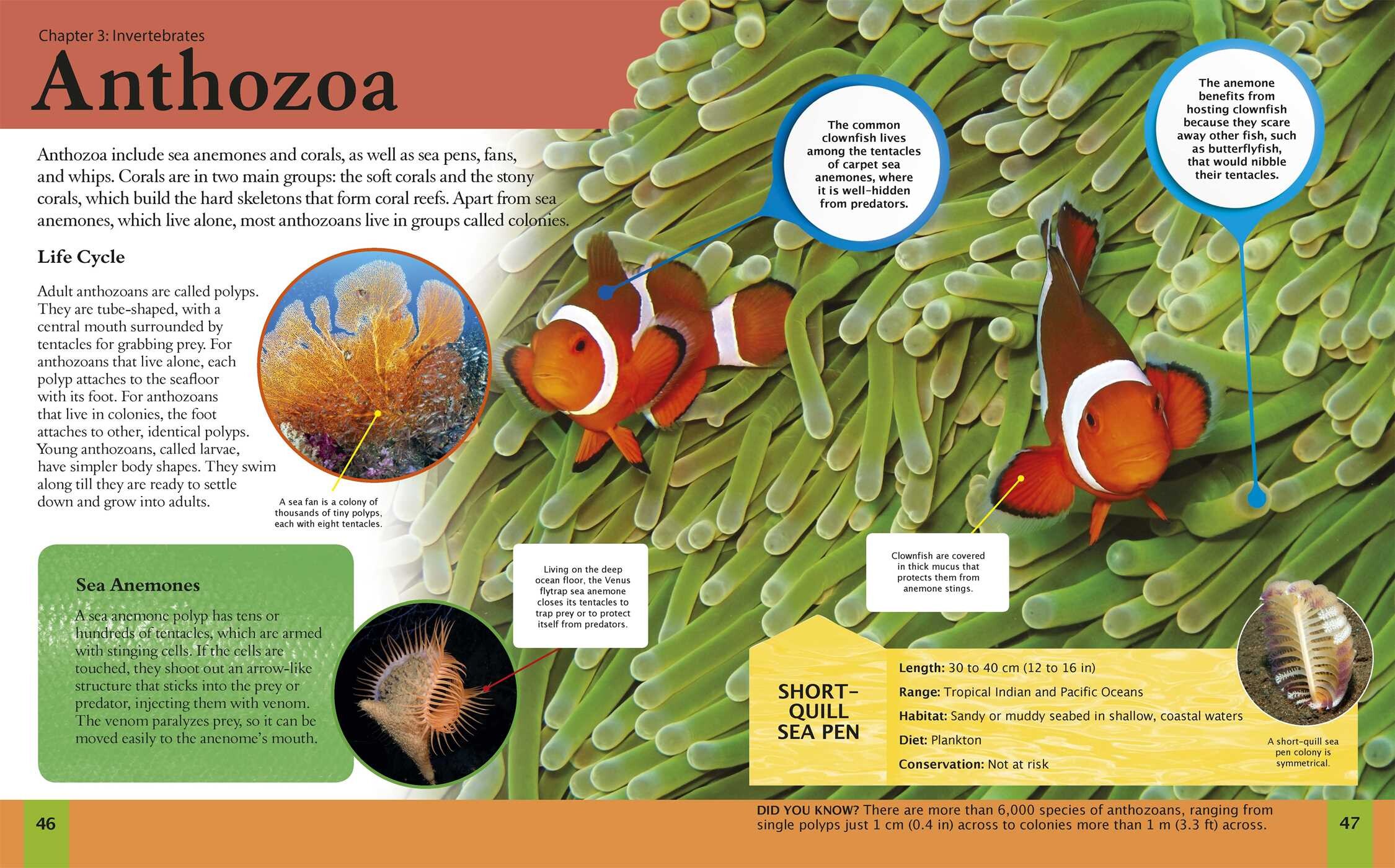 Amazing Book of Ocean Animals