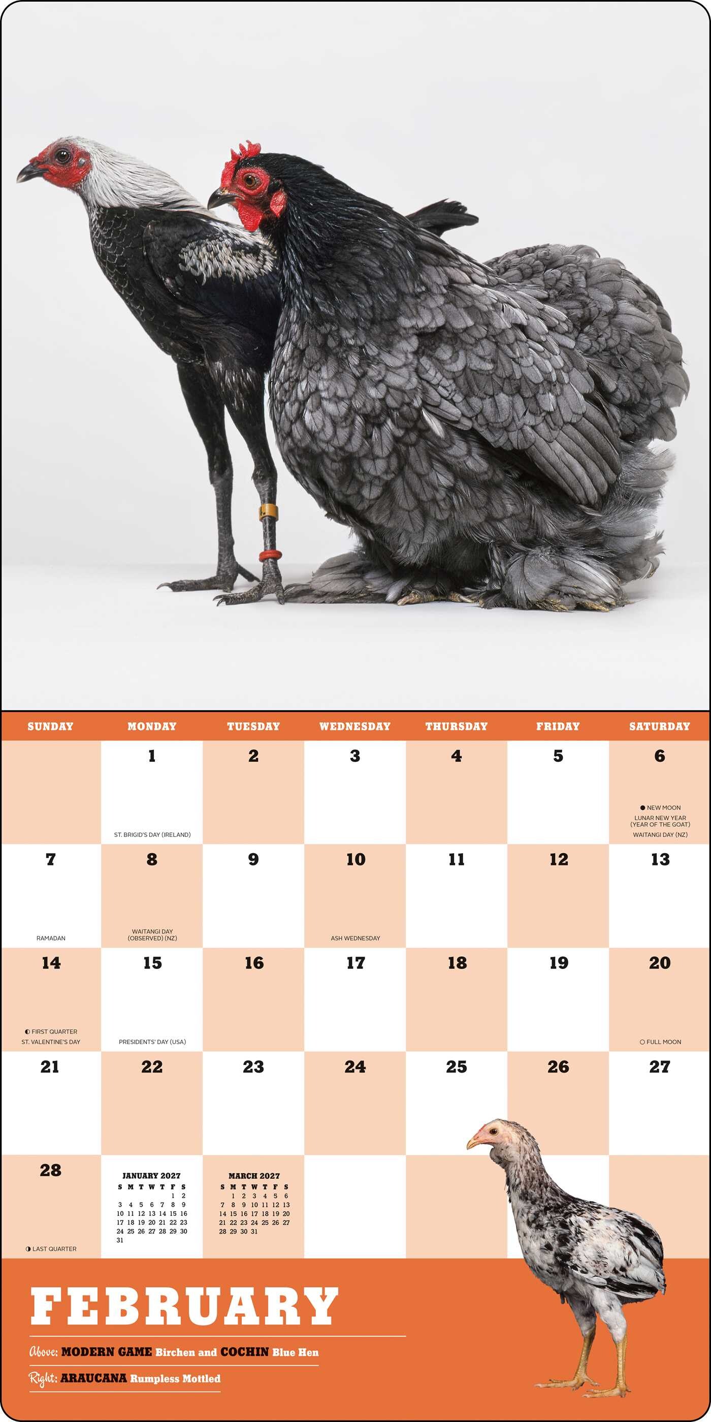 Extraordinary Chickens 2027 Wall Calendar