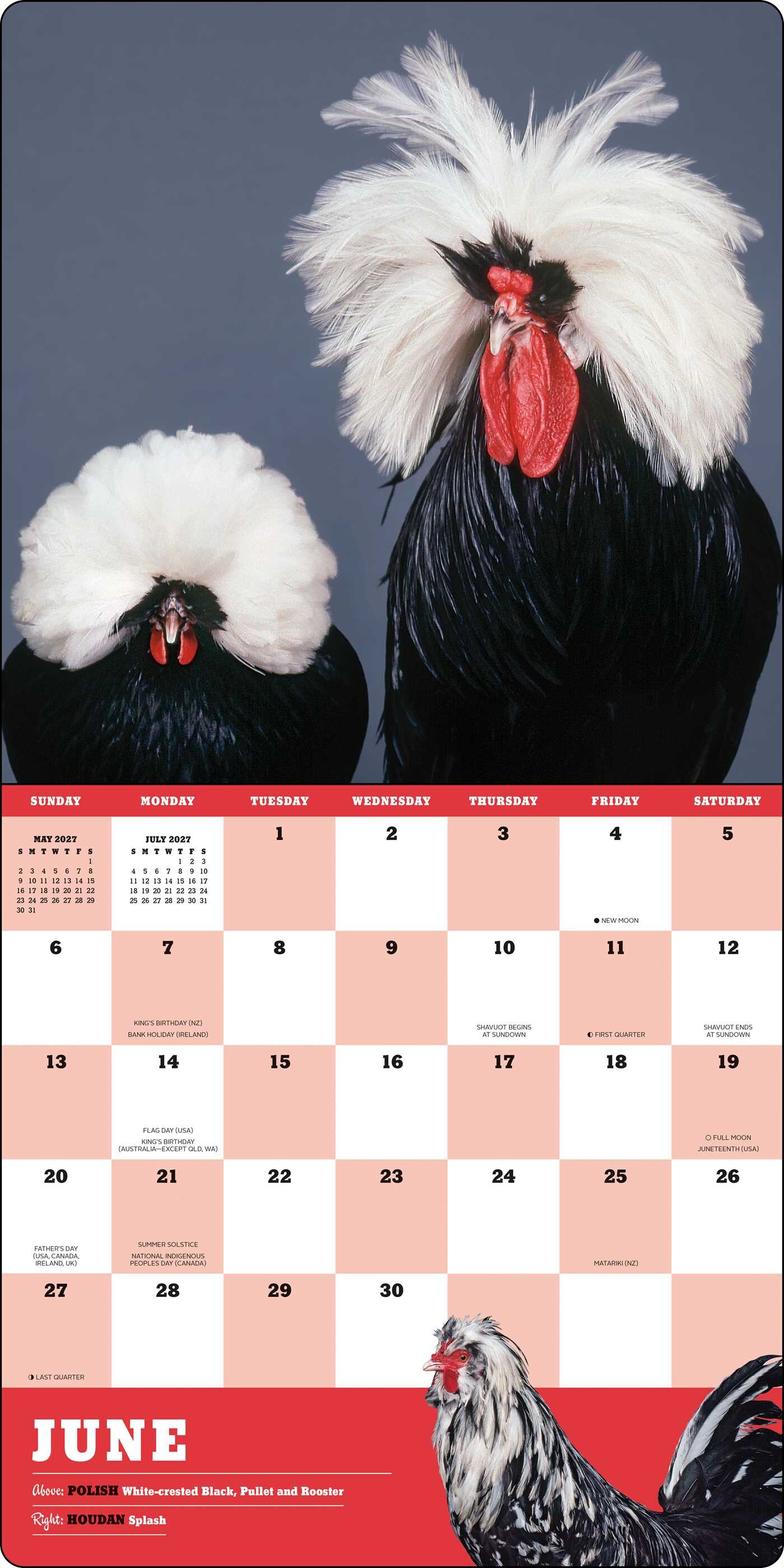 Extraordinary Chickens 2027 Wall Calendar