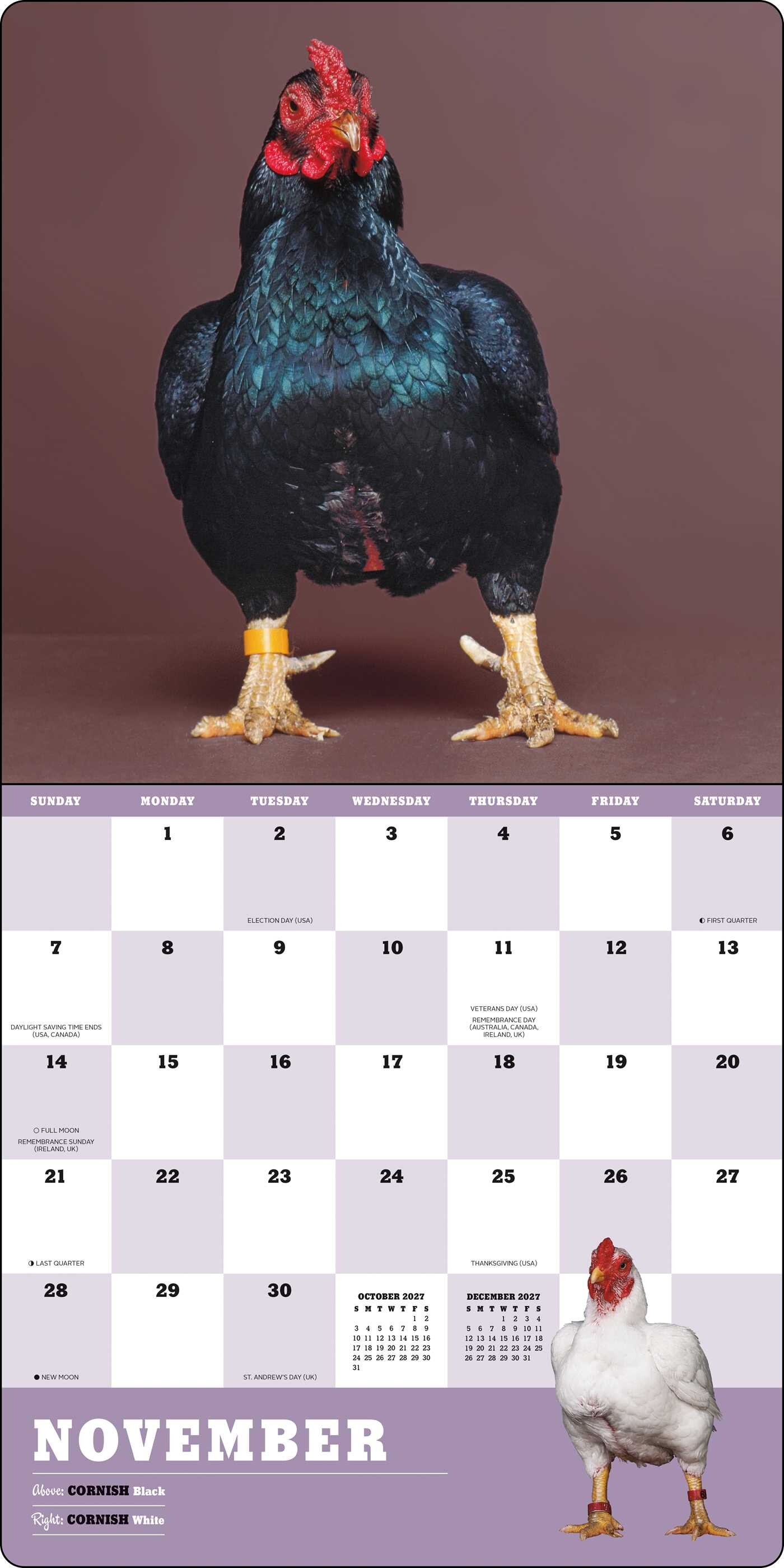 Extraordinary Chickens 2027 Wall Calendar