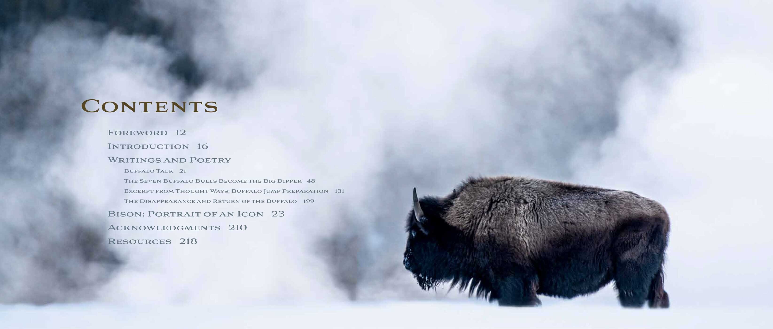 Bison | Book by Chase Reynolds Ewald, Audrey Hall | Official Publisher ...