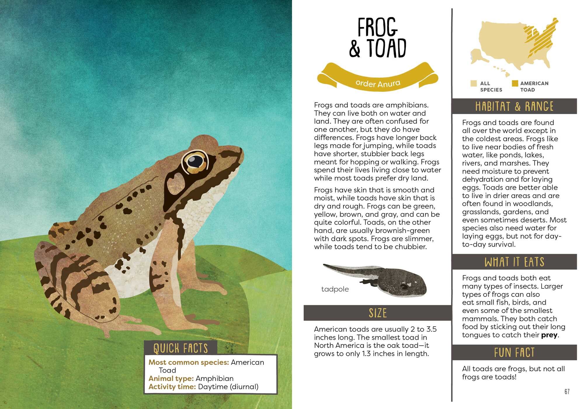 Kid's Guide to Backyard Animals
