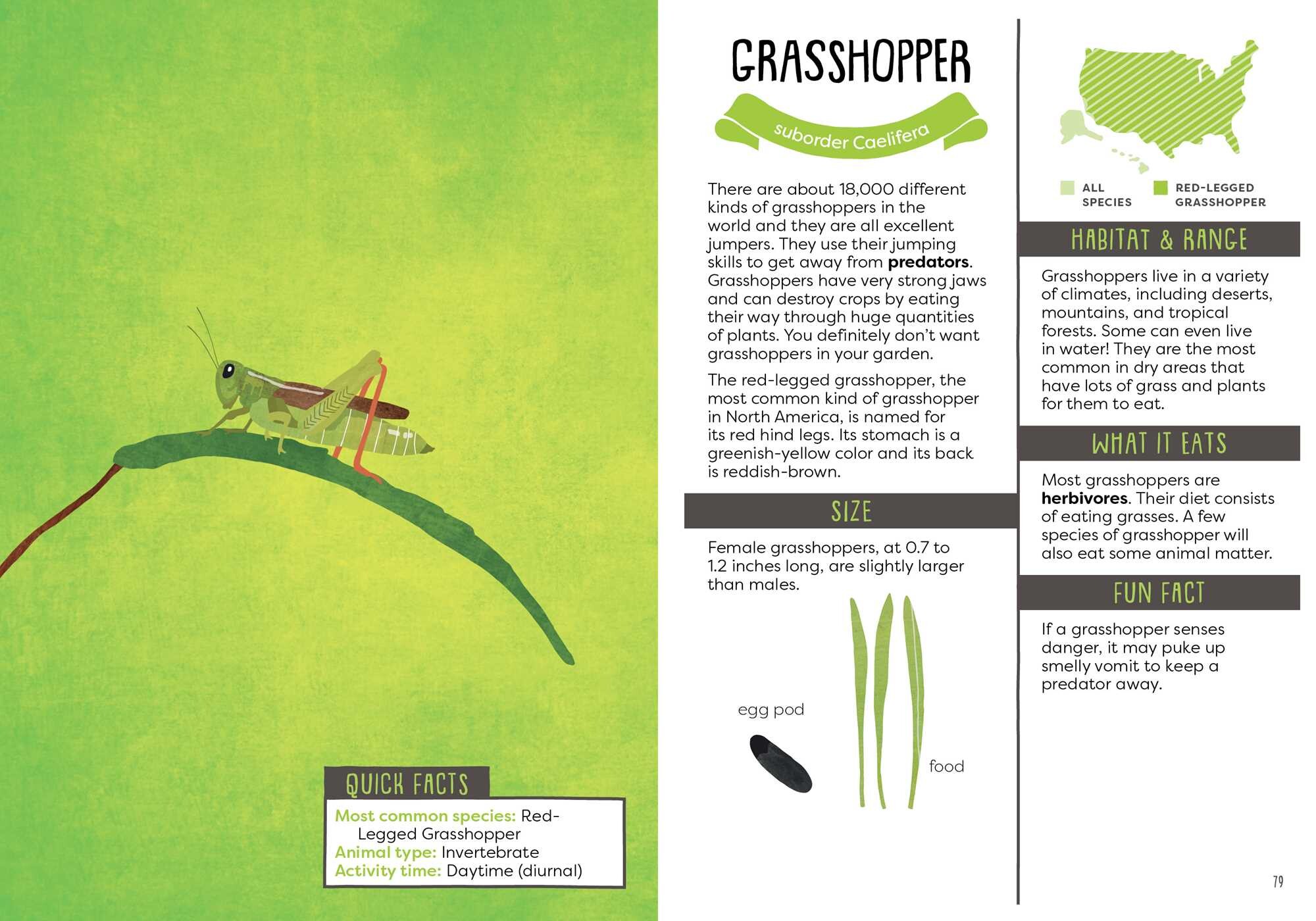 Kid's Guide to Backyard Animals