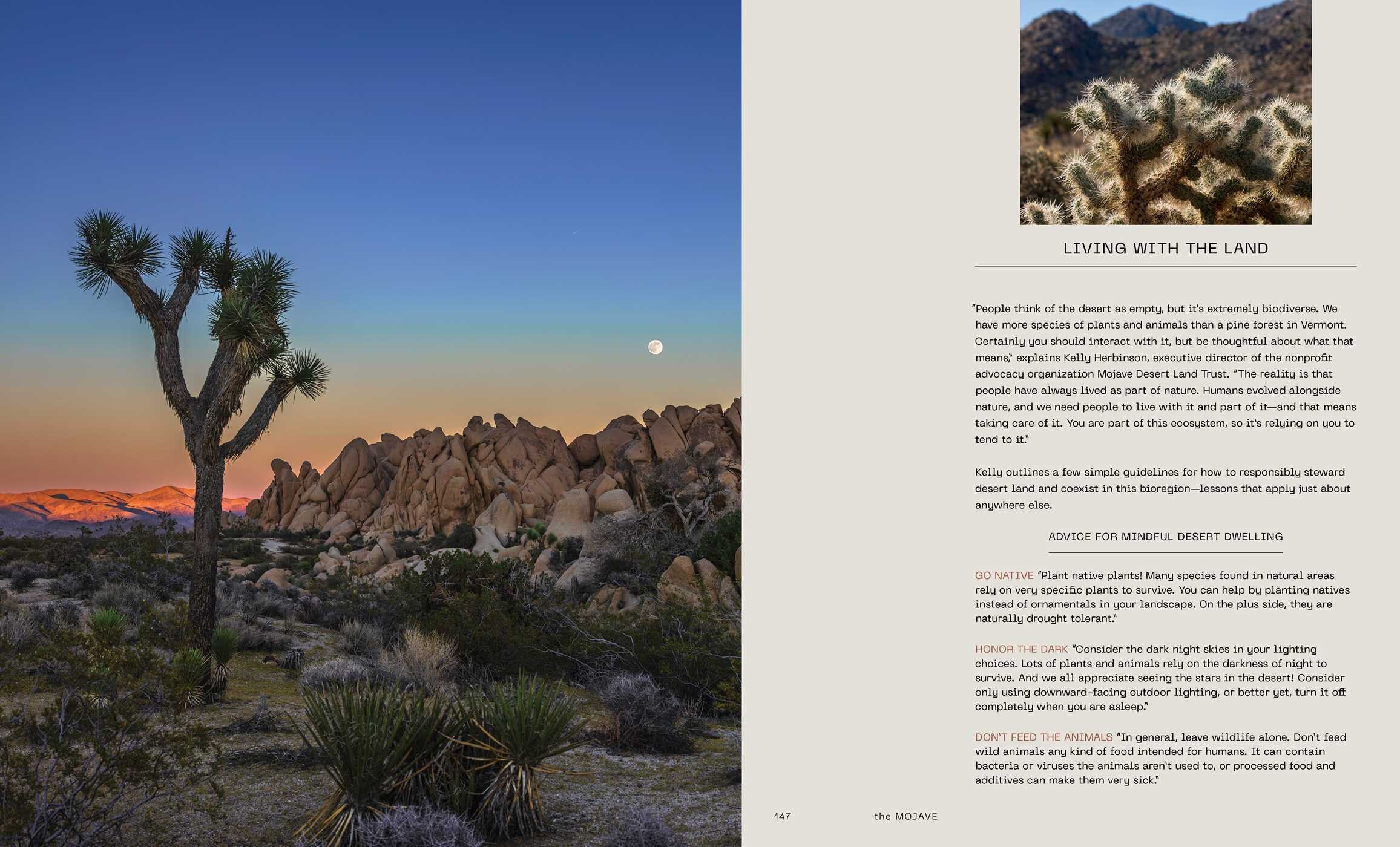 Desert Dreaming
