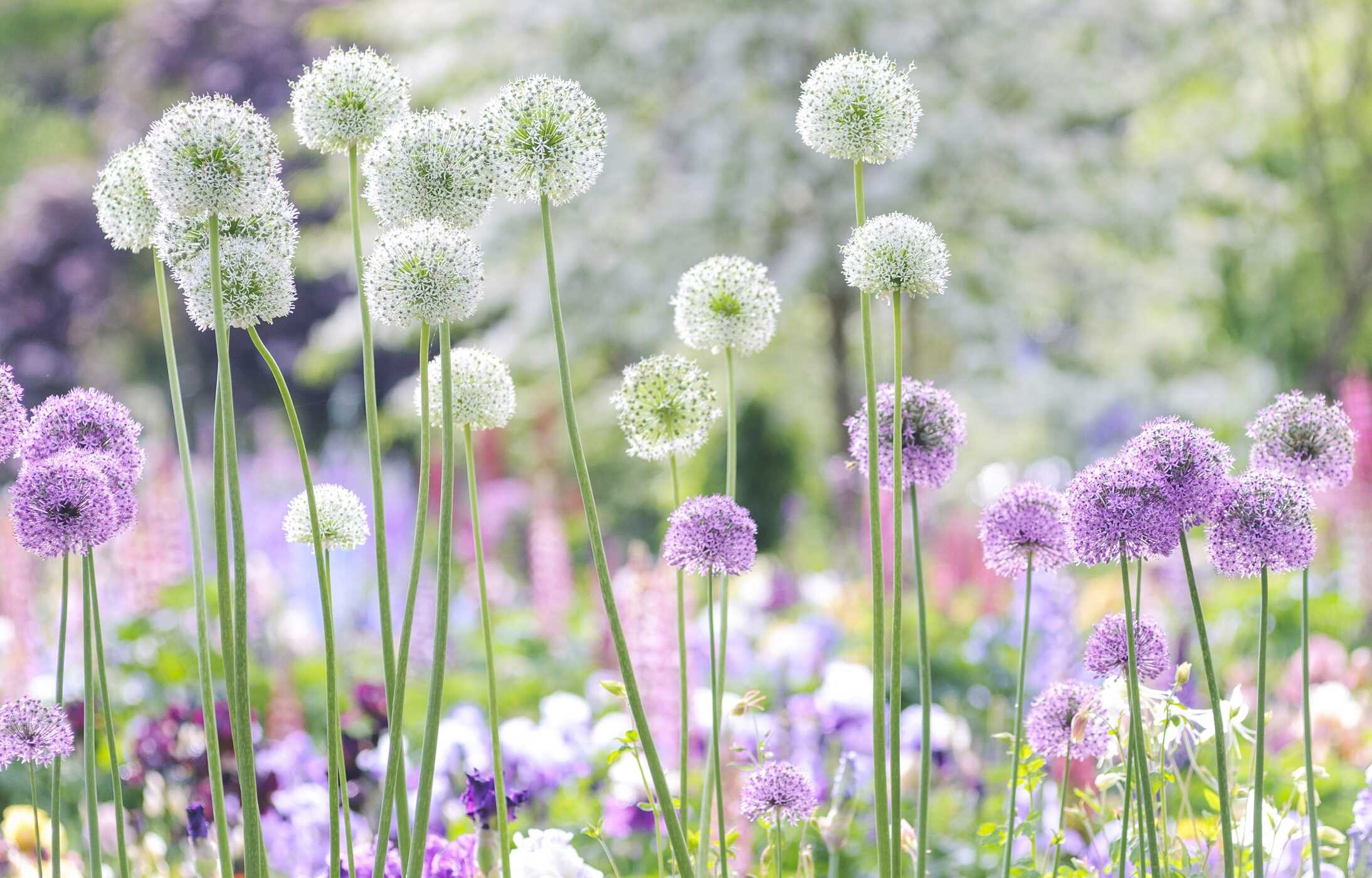 Beautiful Blooms