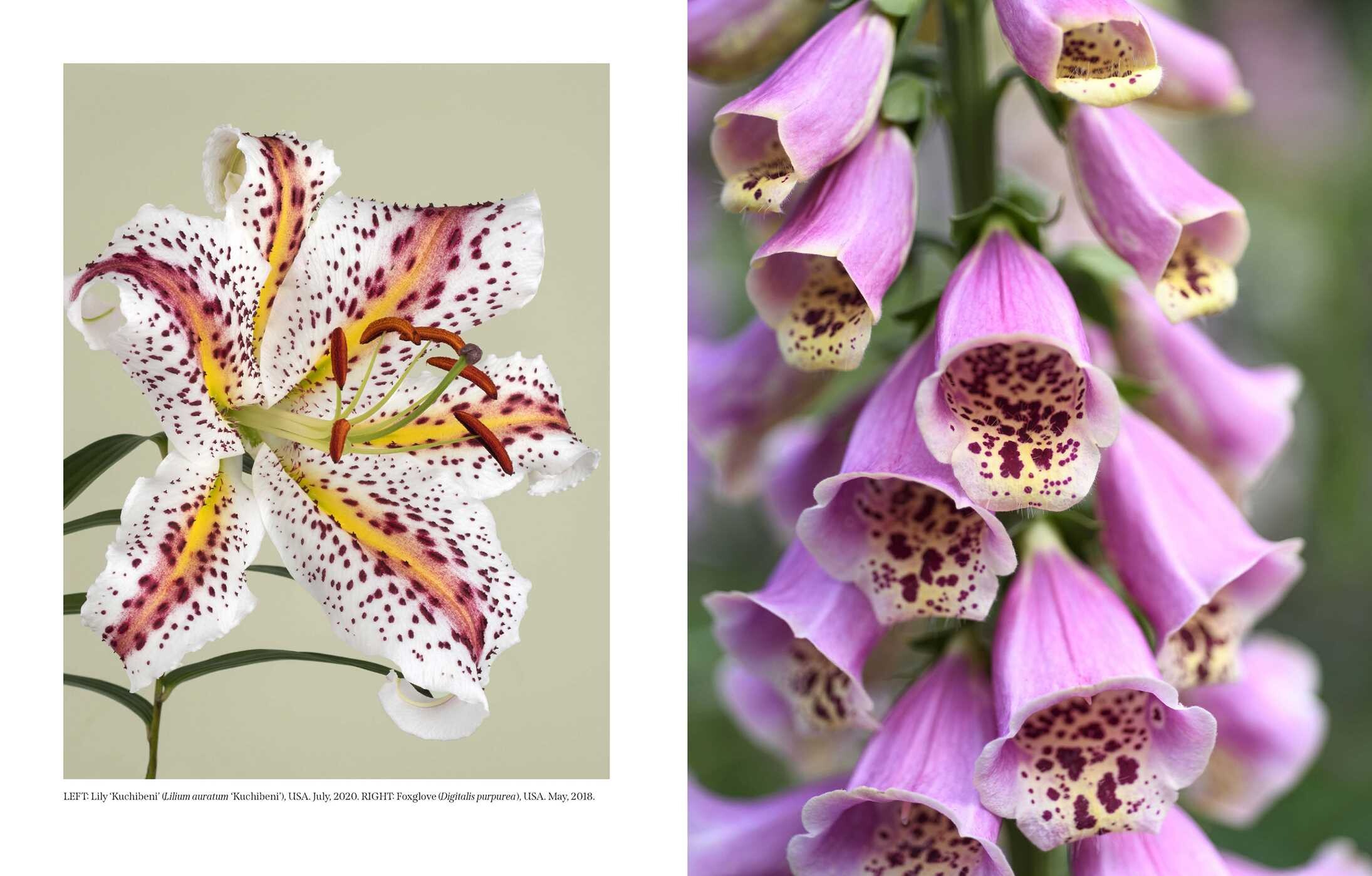 Beautiful Blooms