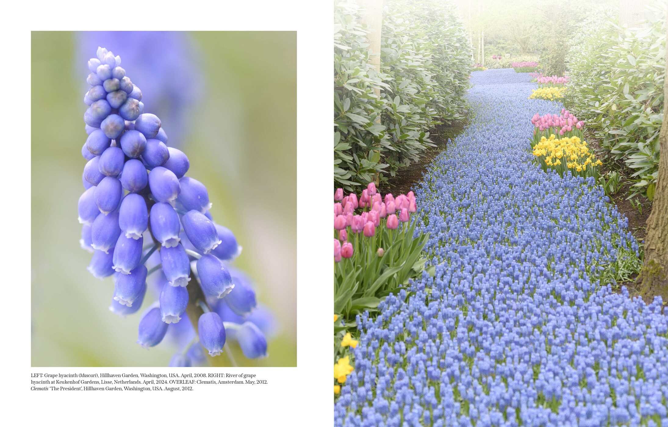 Beautiful Blooms