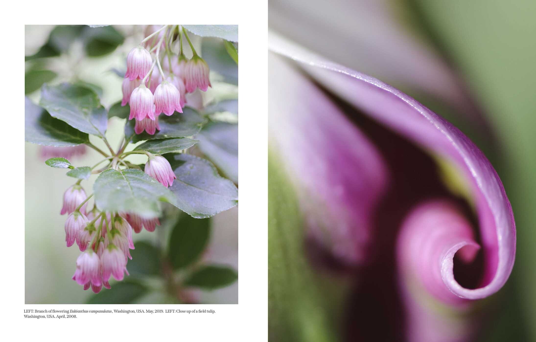 Beautiful Blooms