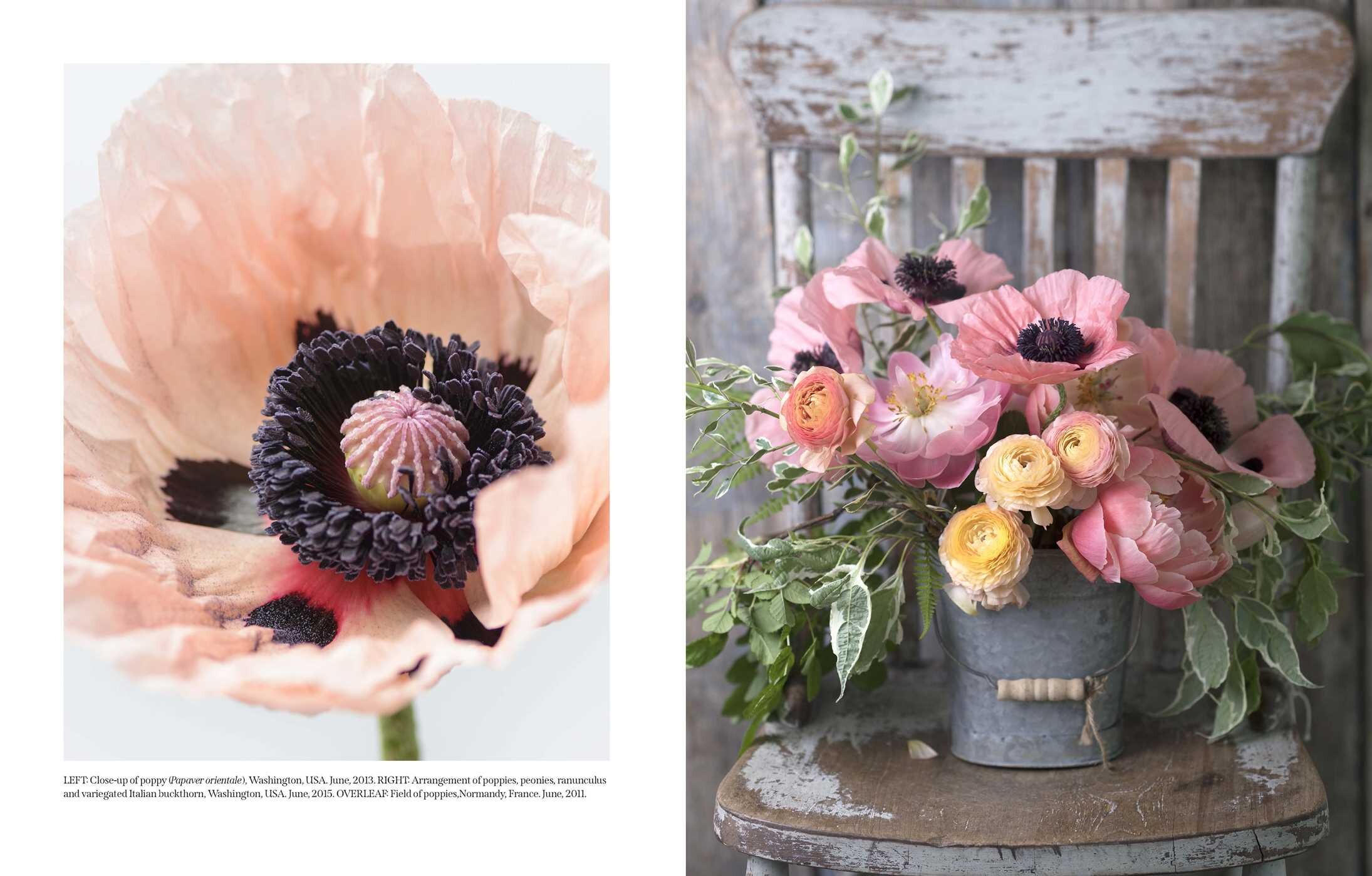 Beautiful Blooms
