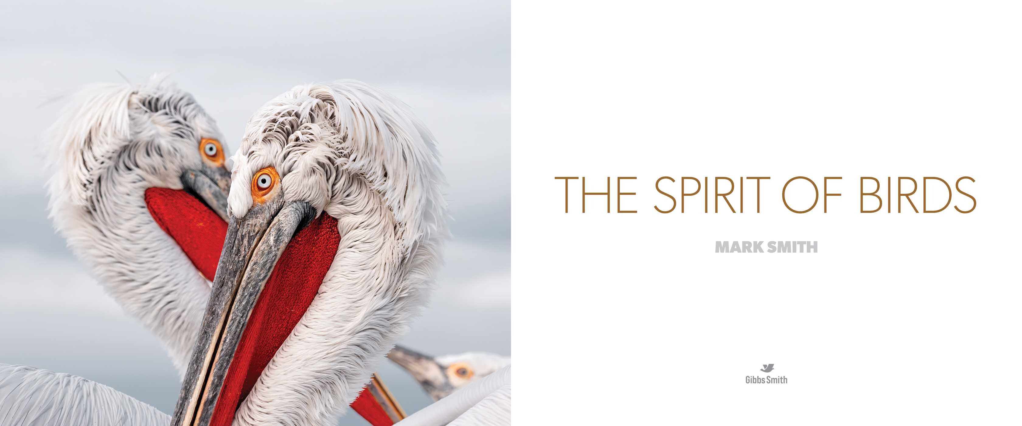 Spirit of Birds