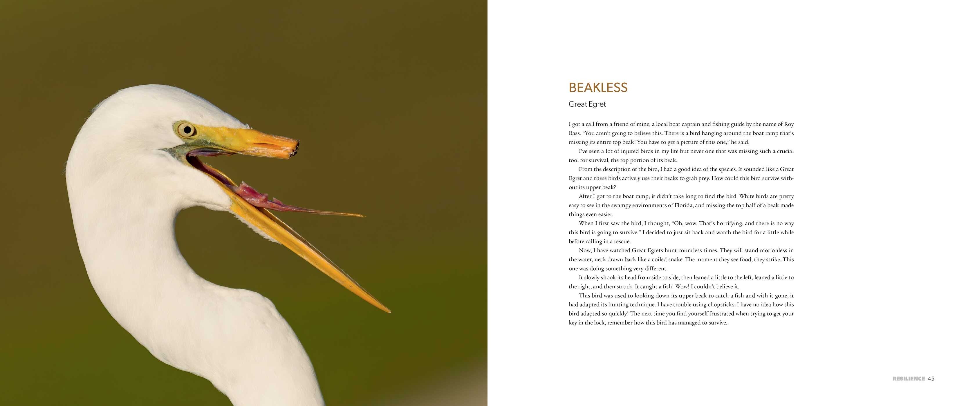 Spirit of Birds