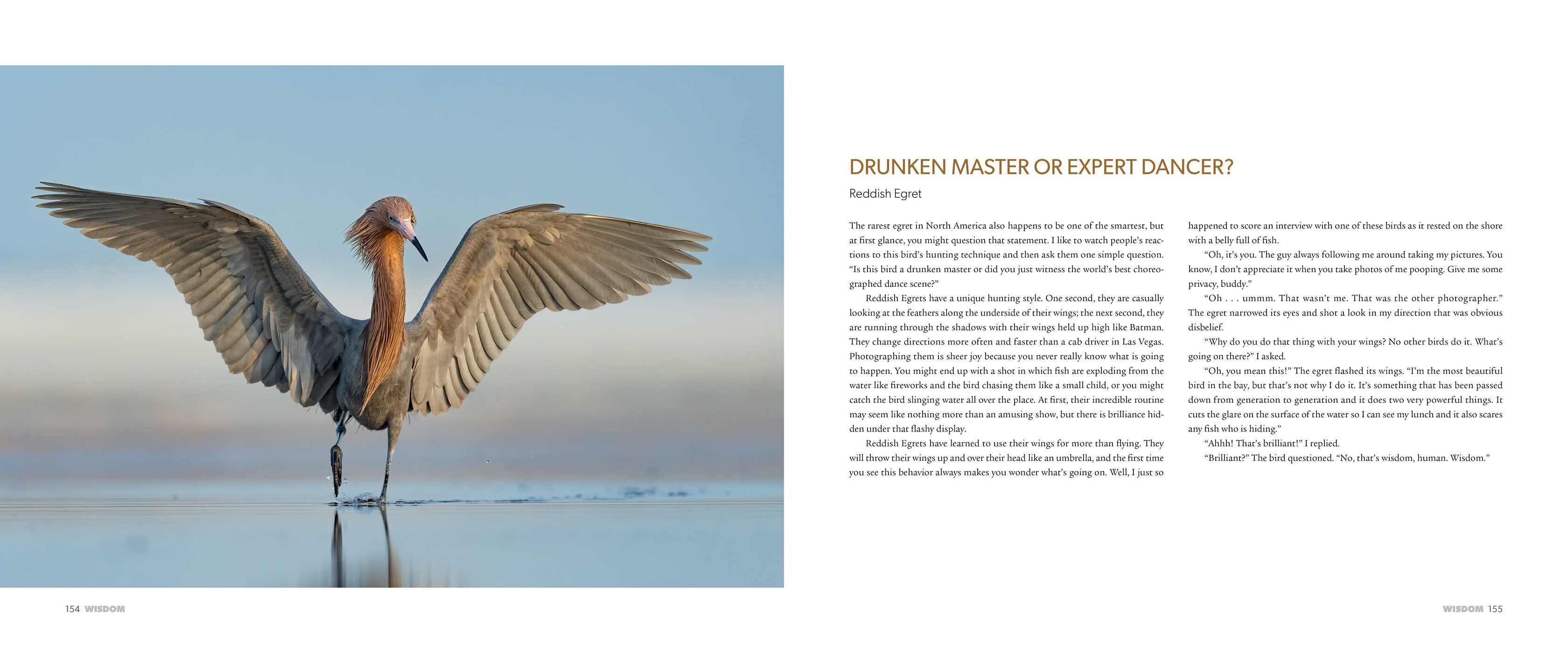 Spirit of Birds