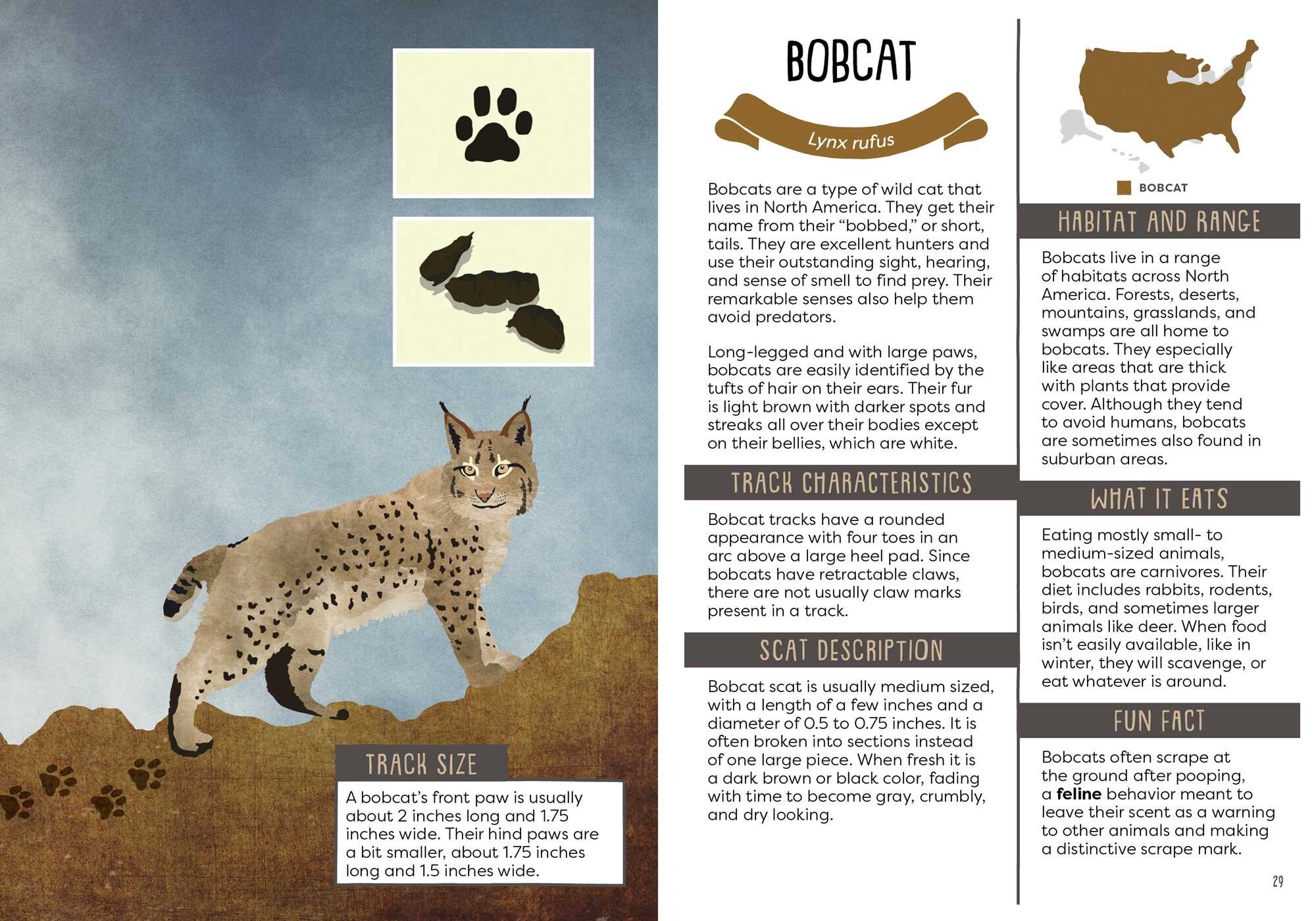 Kid's Guide to Backyard Animal Tracks and Scat