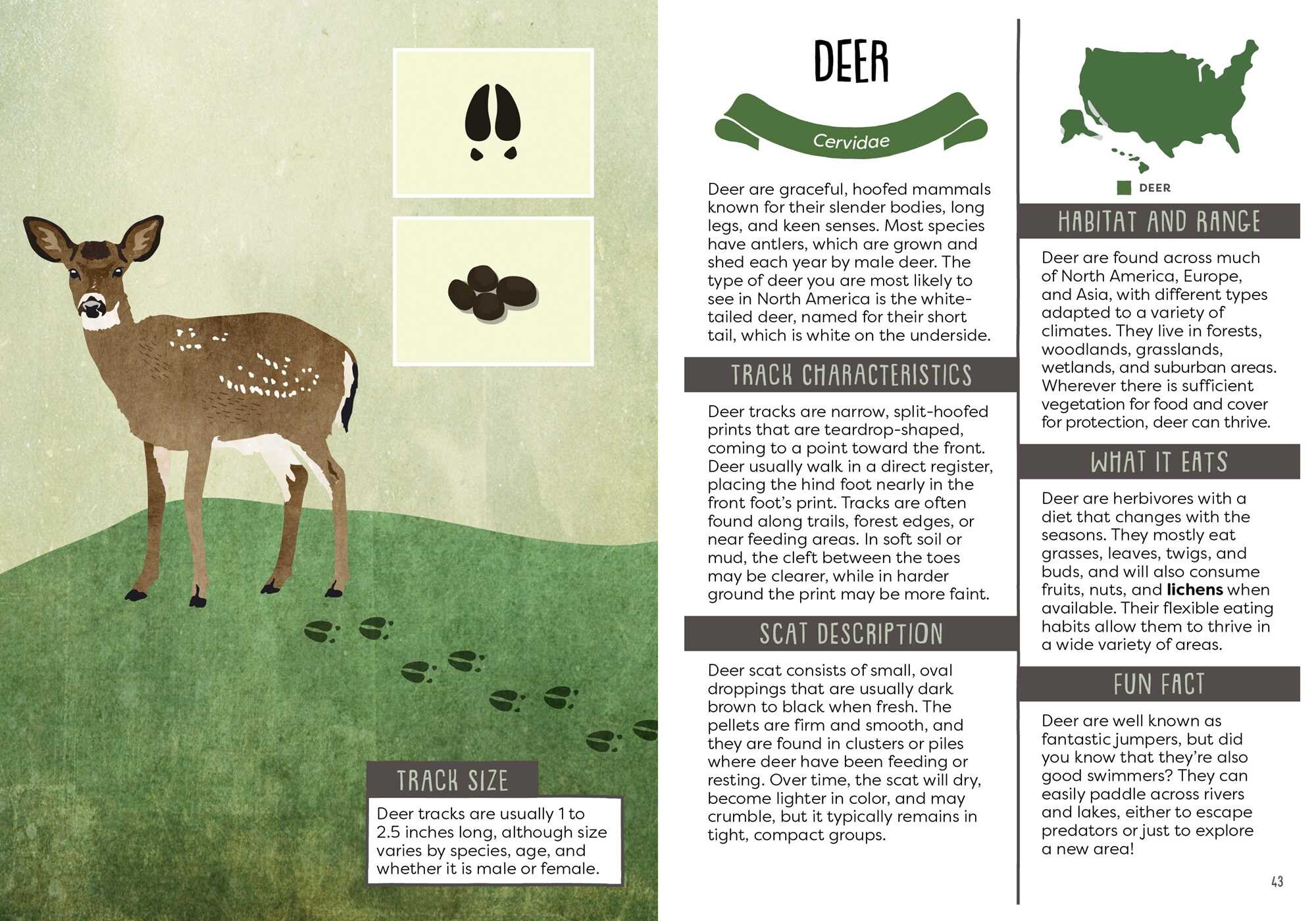 Kid's Guide to Backyard Animal Tracks and Scat