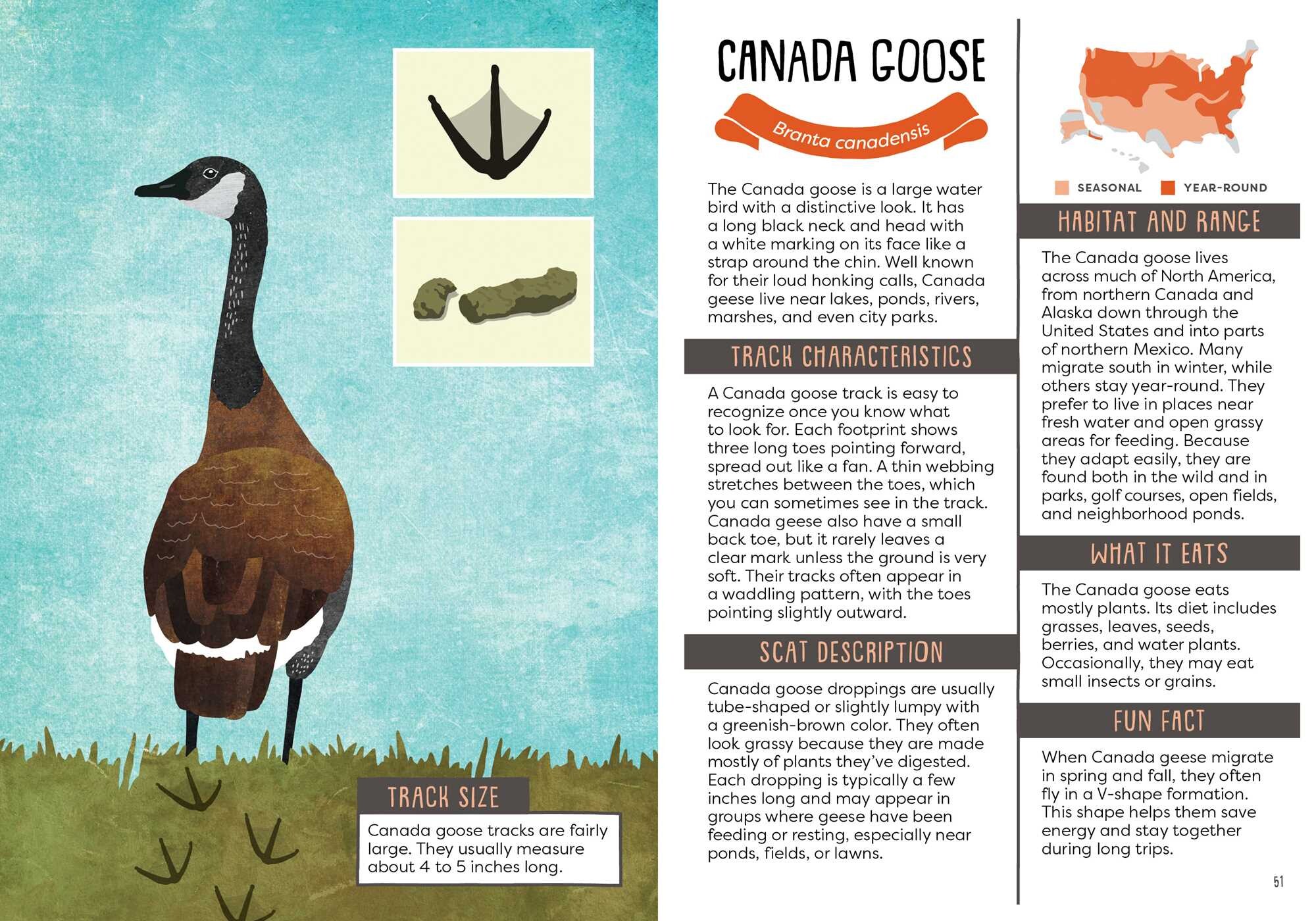 Kid's Guide to Backyard Animal Tracks and Scat